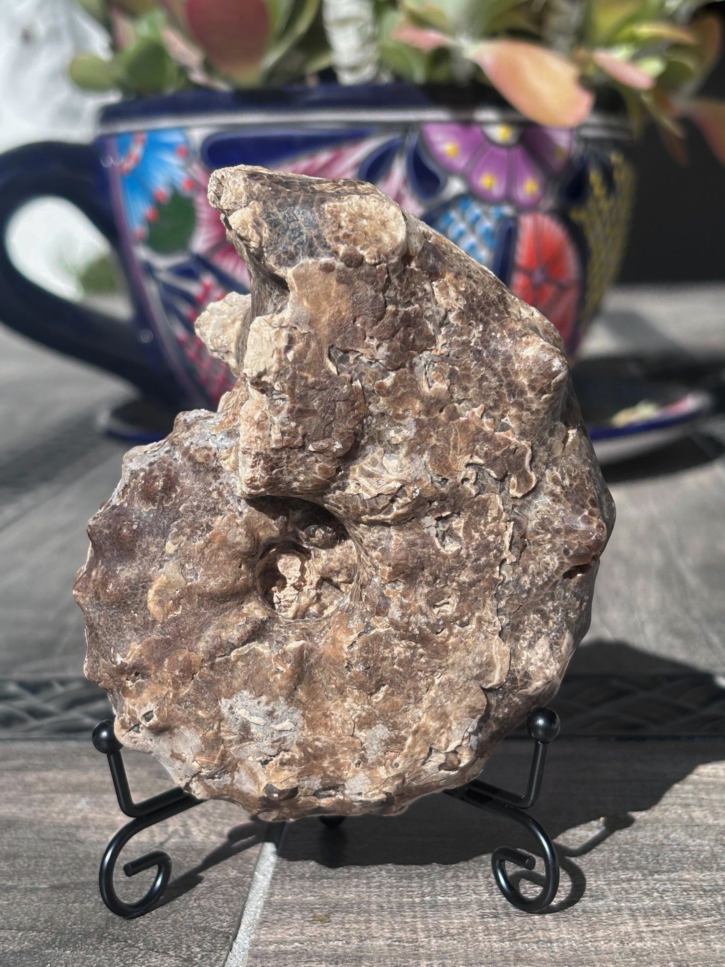 Amonite (Mammites), 11.3x10 cm