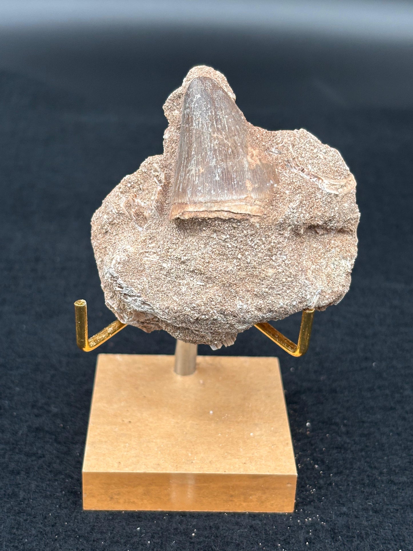 Diente de Mosasaurio en su Matriz