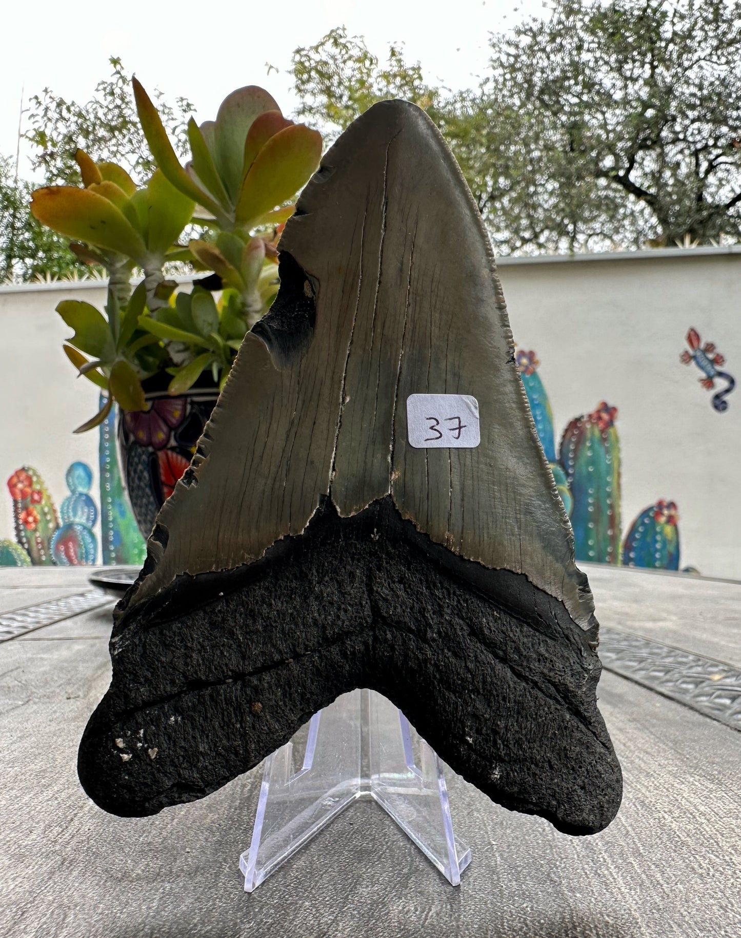 Diente de Megalodón. 5.2 pulgadas #M37