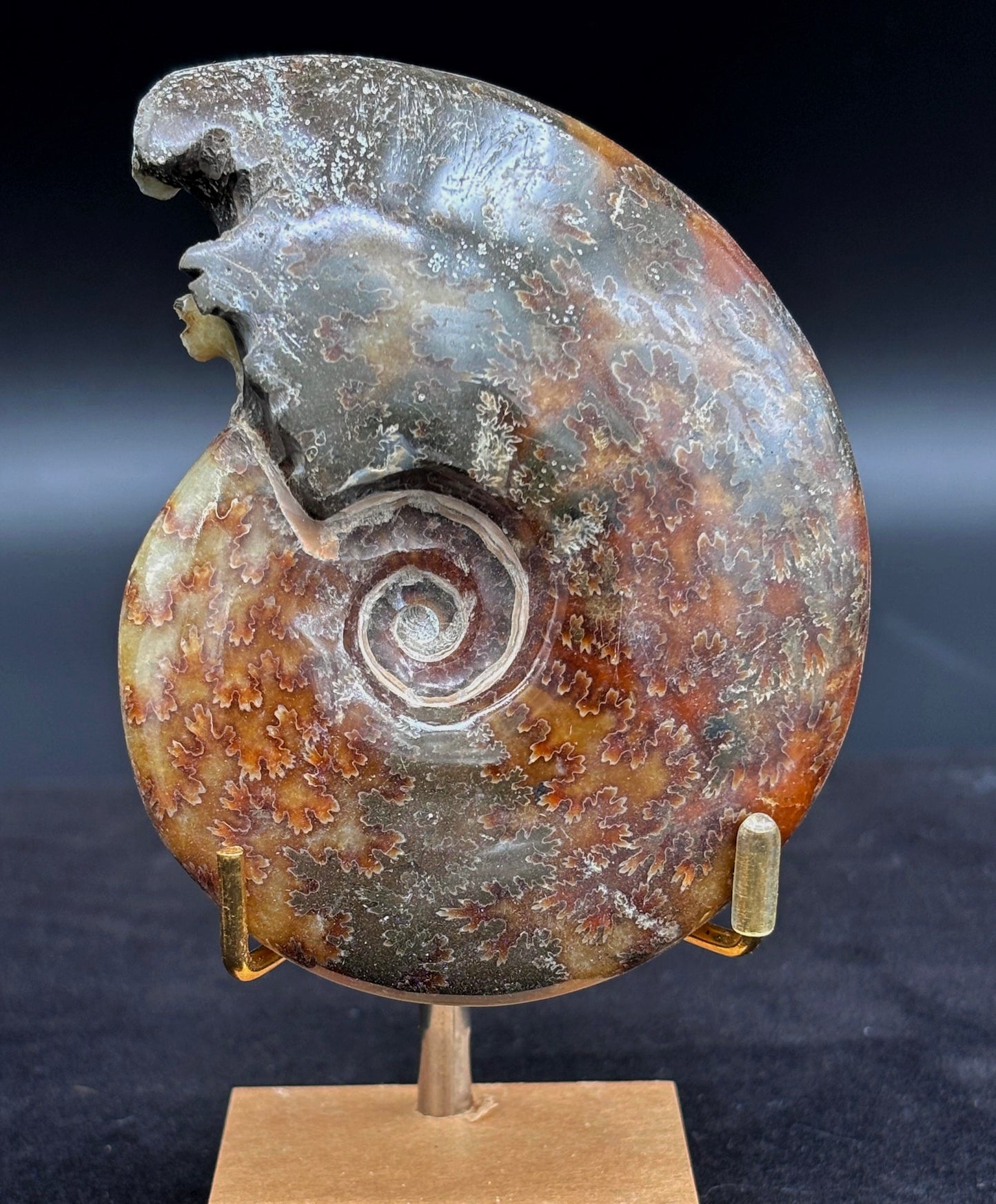 Amonite Cleoniceras Pulido, 10x8 cm #Hh57