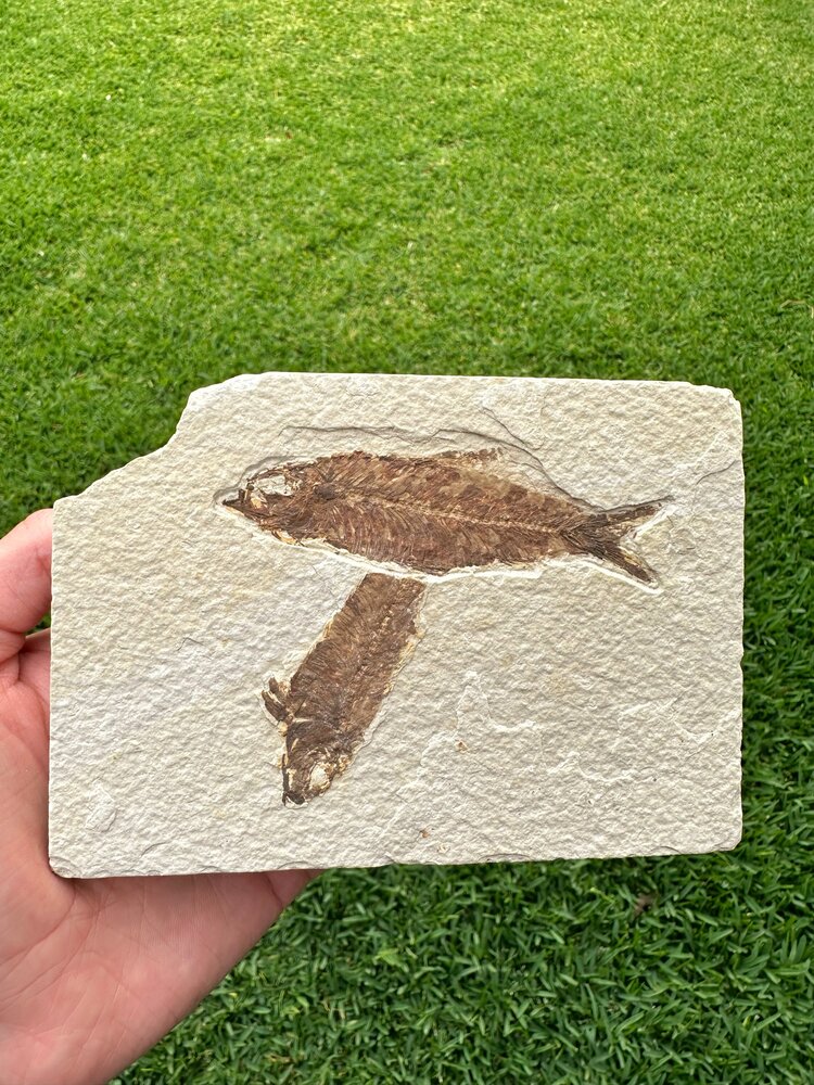 Pez Fósil (Knightia Eocaena), 10 cm