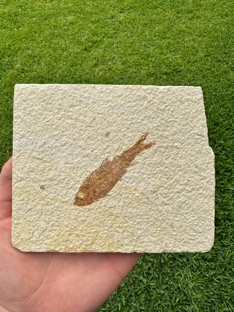 Pez Fósil (Knightia Eocaena), 7 cm