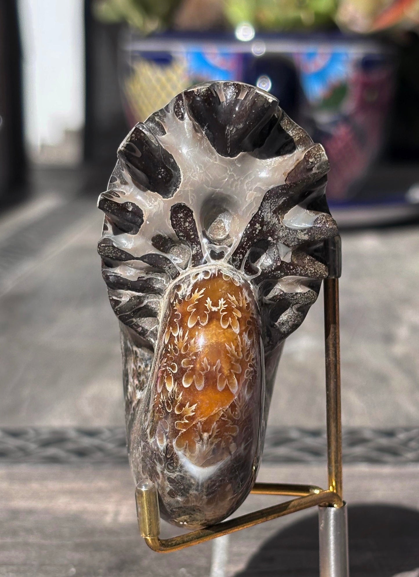 Amonite Cleoniceras Pulido, 9x7 cm #Hh51