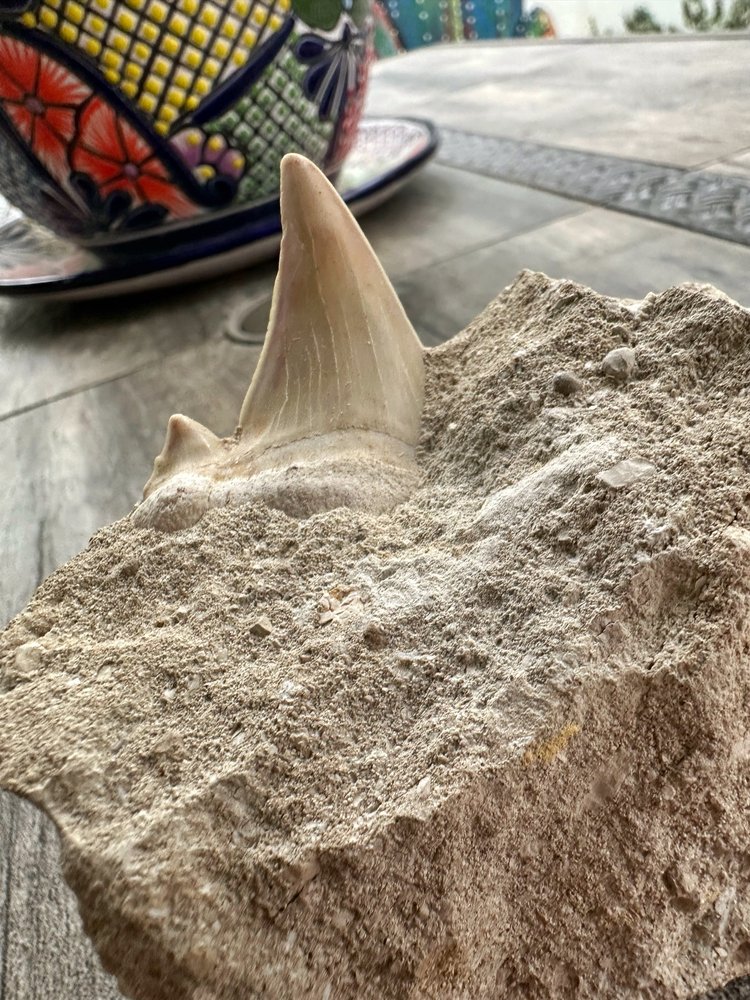 Diente de tiburón (Otodus Obliquus) en su matriz