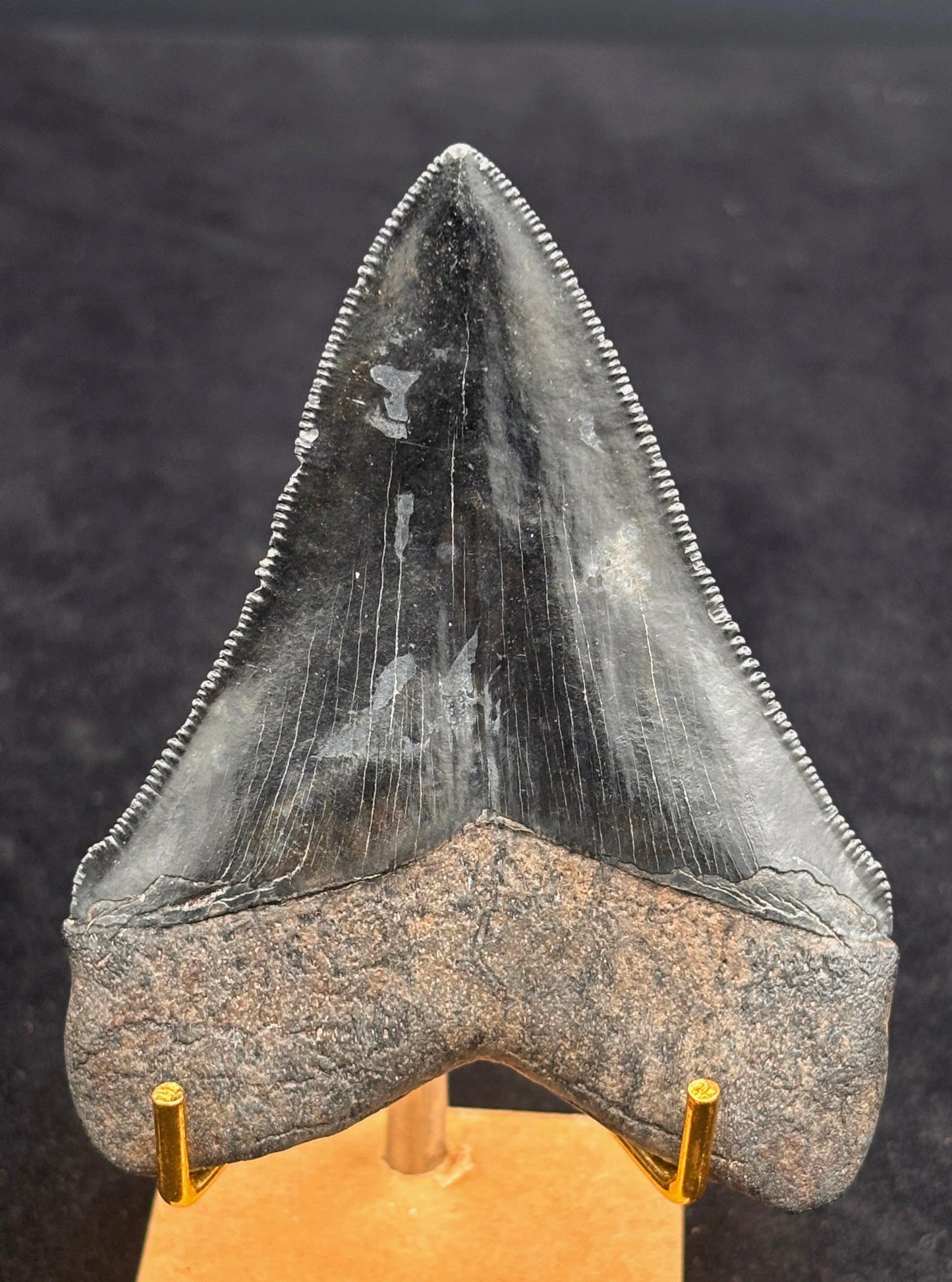 Diente de Megalodón. 3.5 pulgadas #Hh85