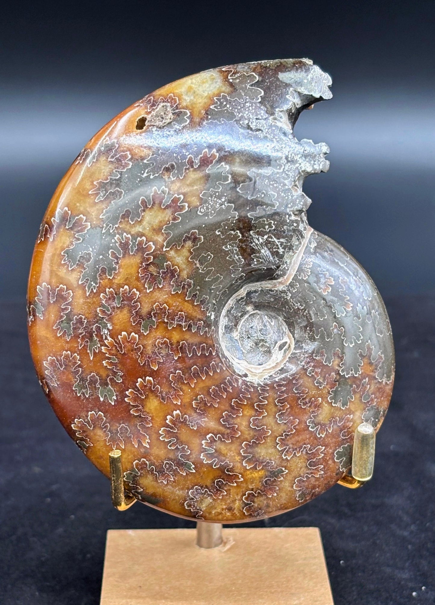 Amonite Cleoniceras Pulido, 10x8 cm #Hh64