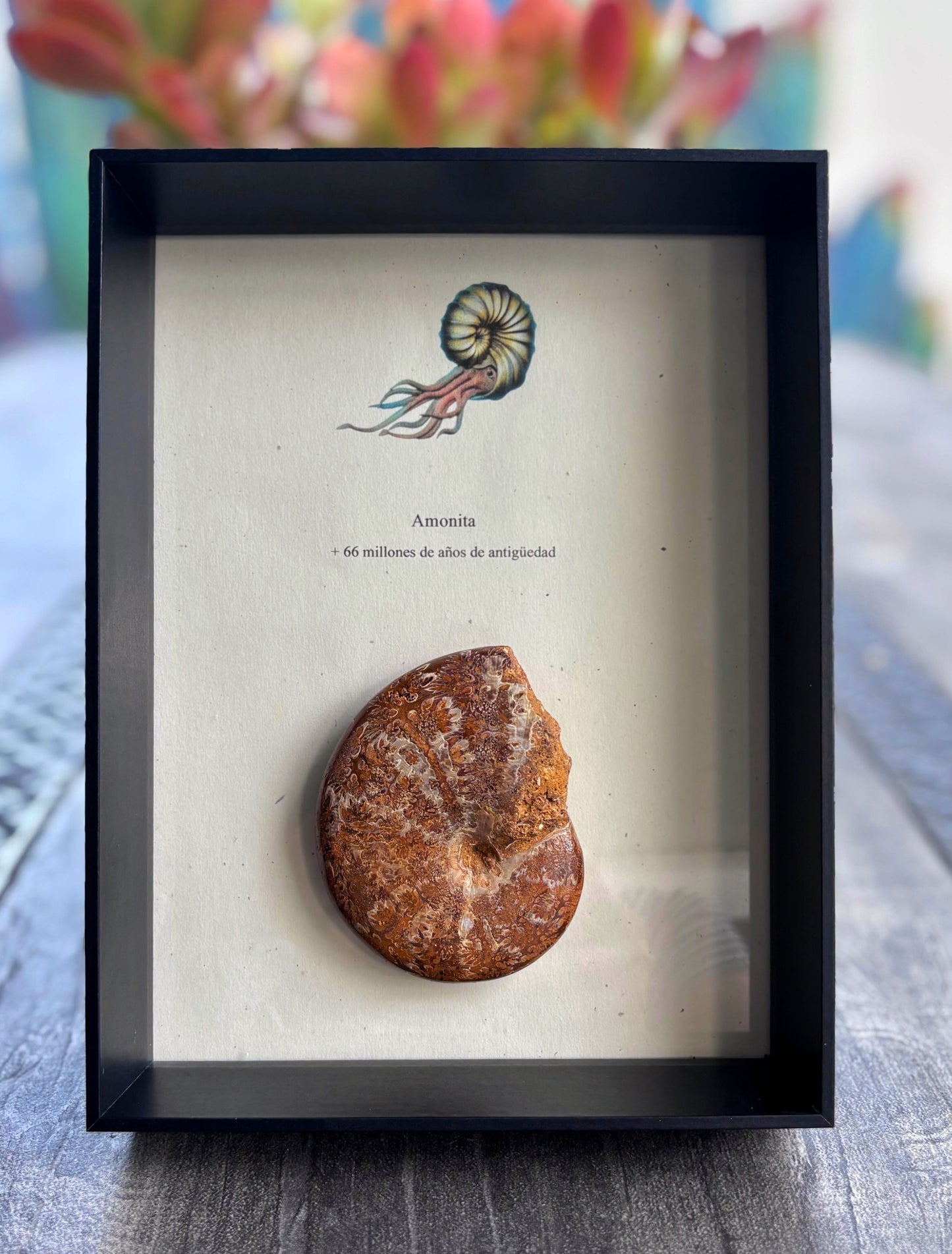 Amonite Aspidoceras Pulido, 8 cm #A134