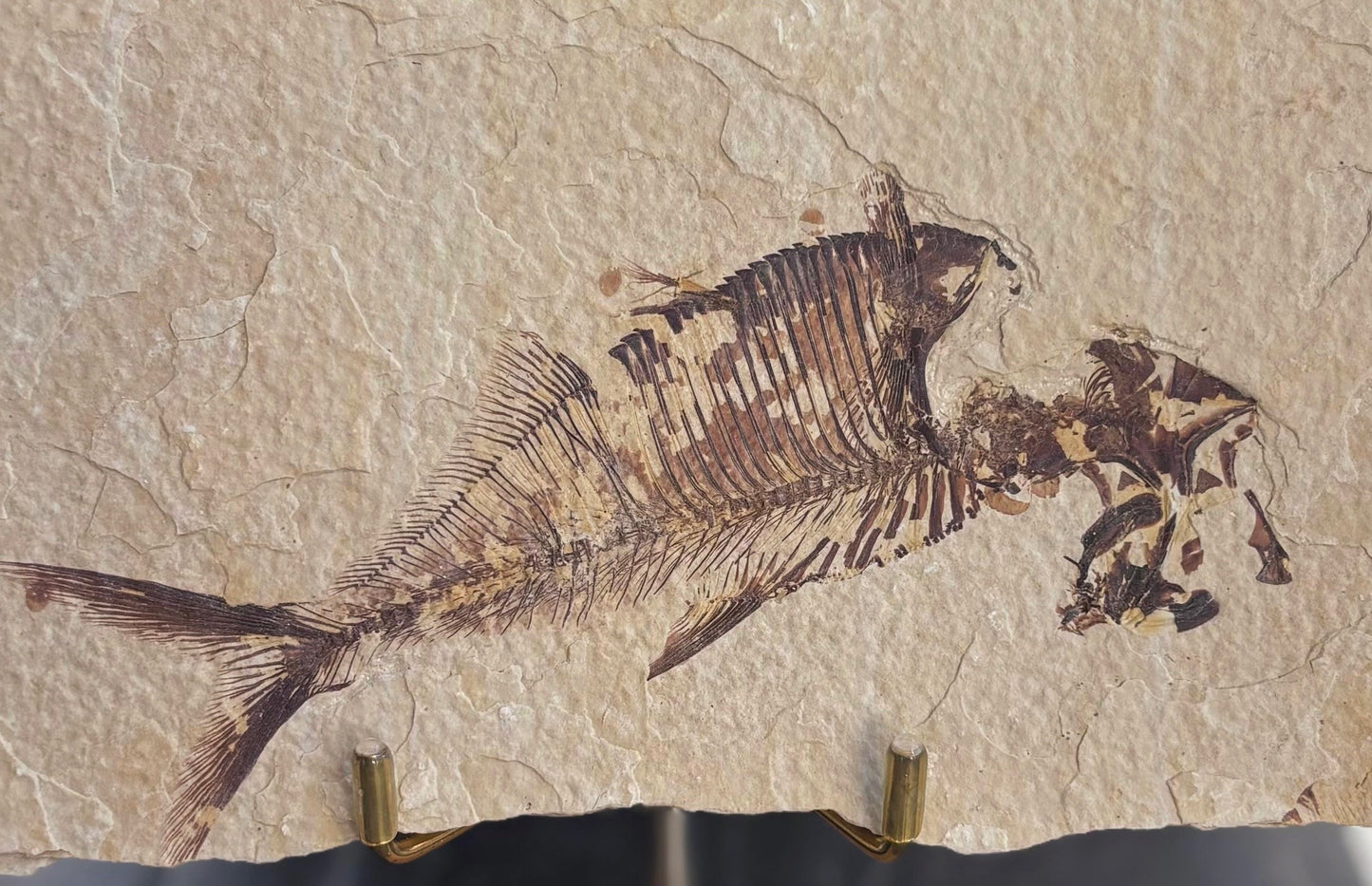 Pez Fósil (Dyplomystus Dentatus), 17x10 cm