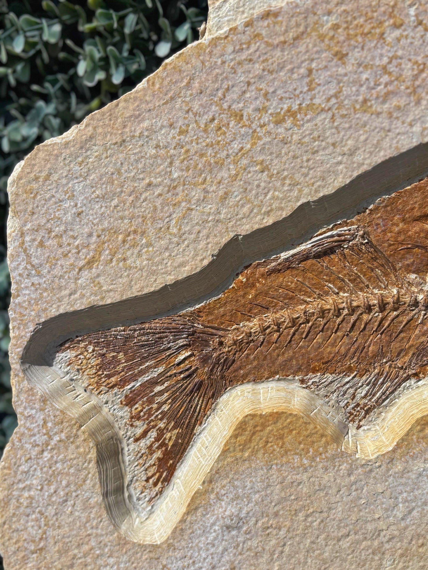 Peces Fosilizados (Amphiplaga), 46x34 cm