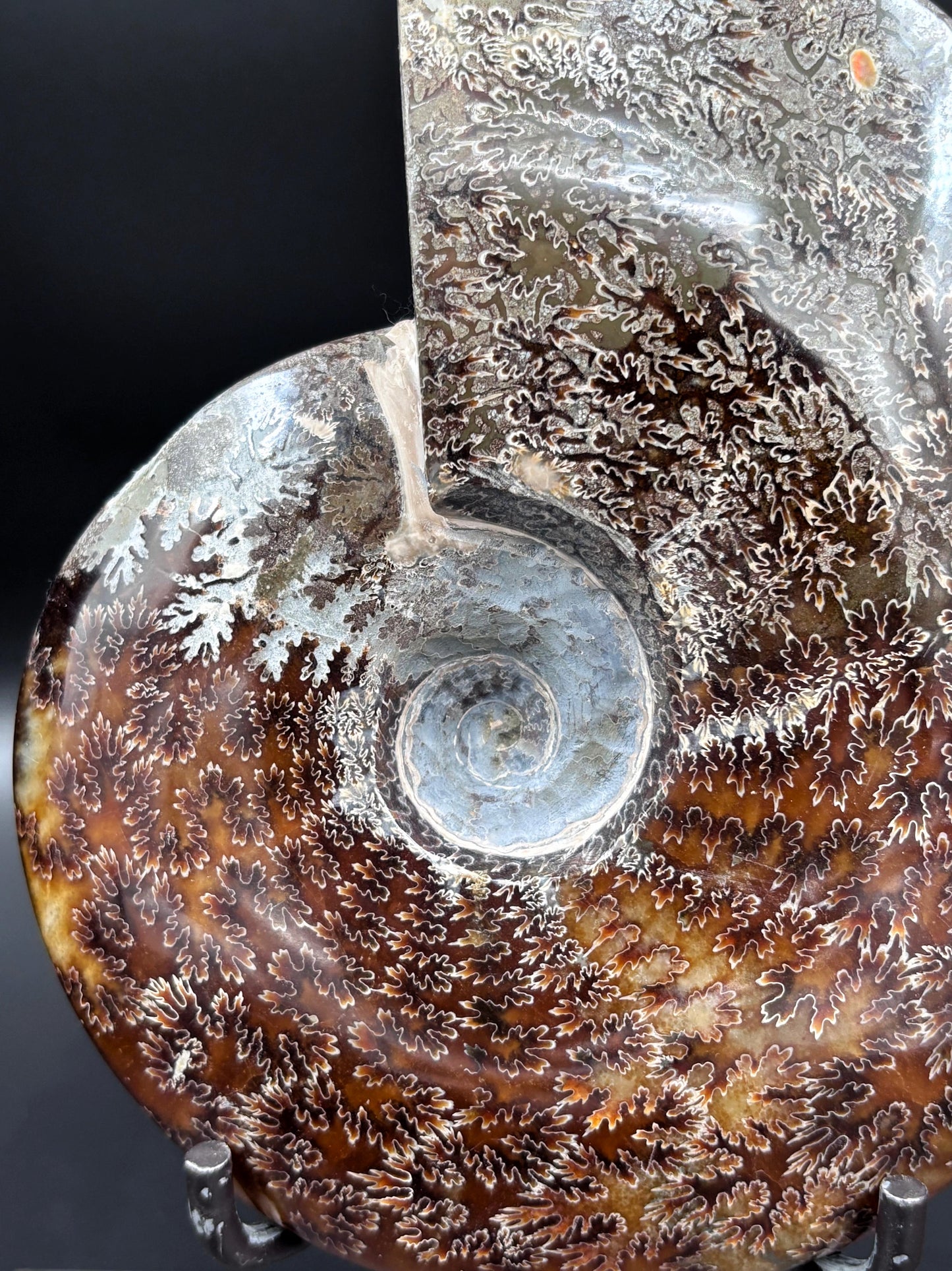 Amonite Cleoniceras Pulido, 20x19 cm #Hh15