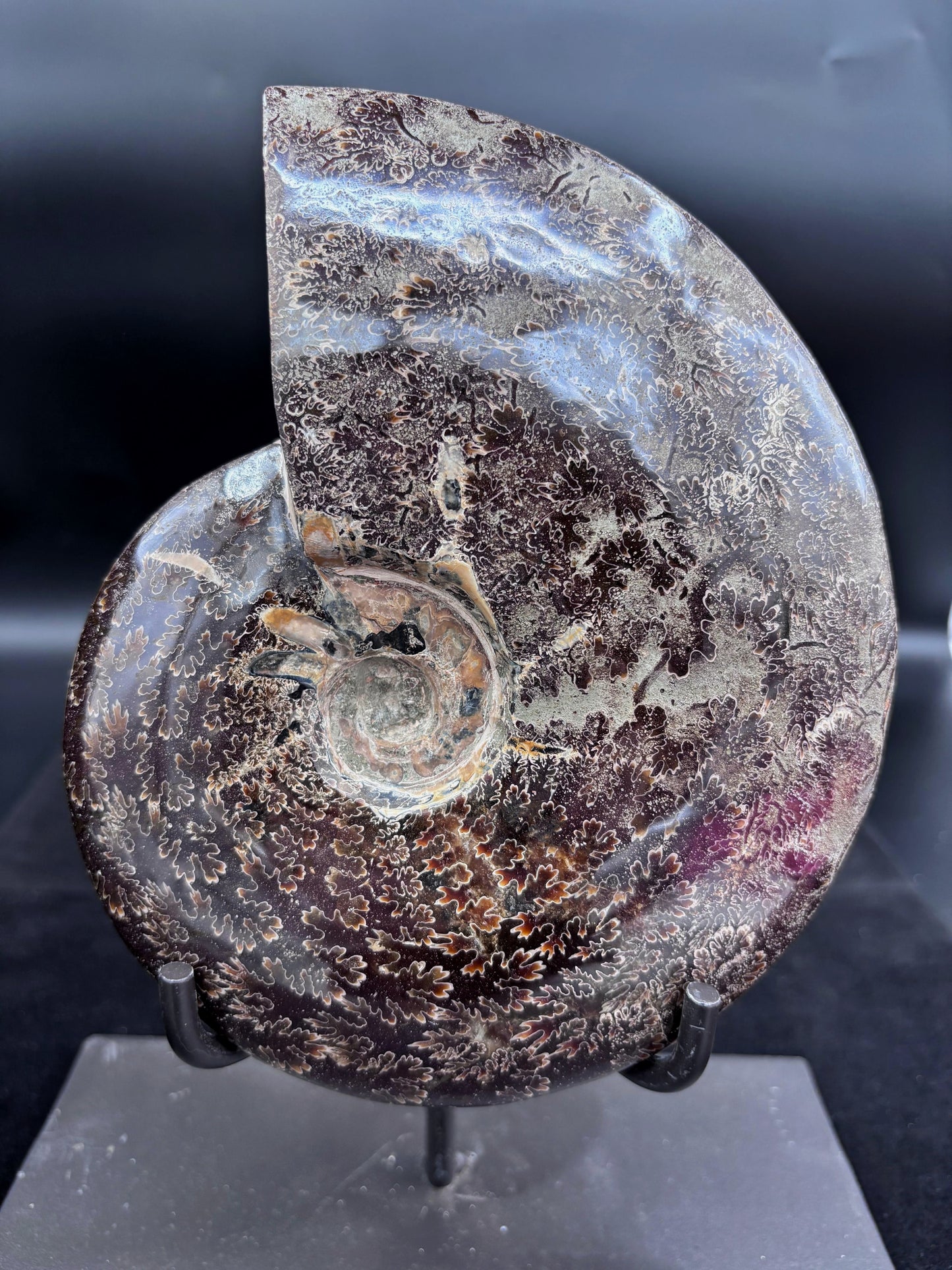 Amonite Cleoniceras Pulido, 19.2x16 cm #Hh32