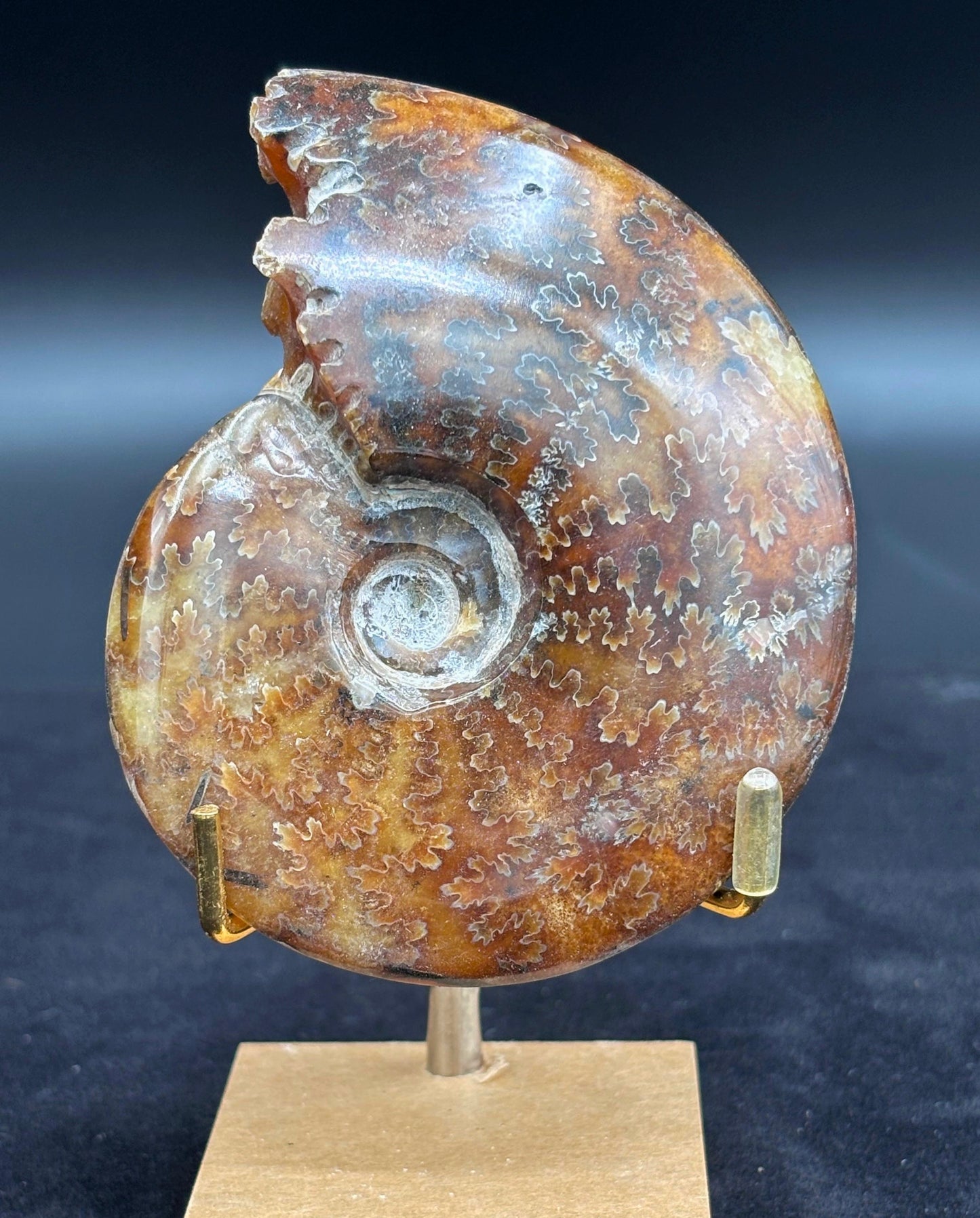 Amonite Cleoniceras Pulido, 9x7 cm #Hh63