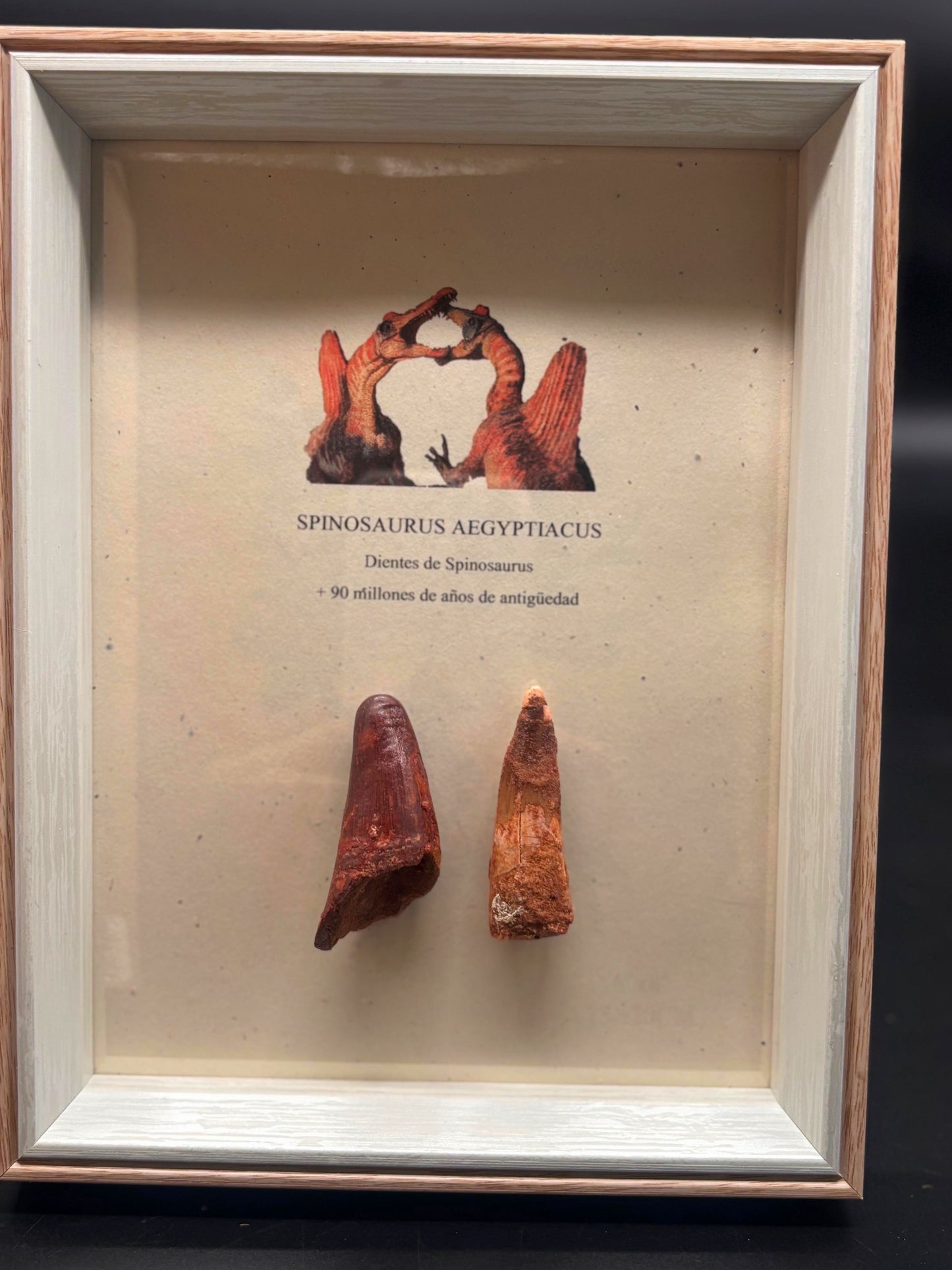 2 Dientes de Spinosaurus