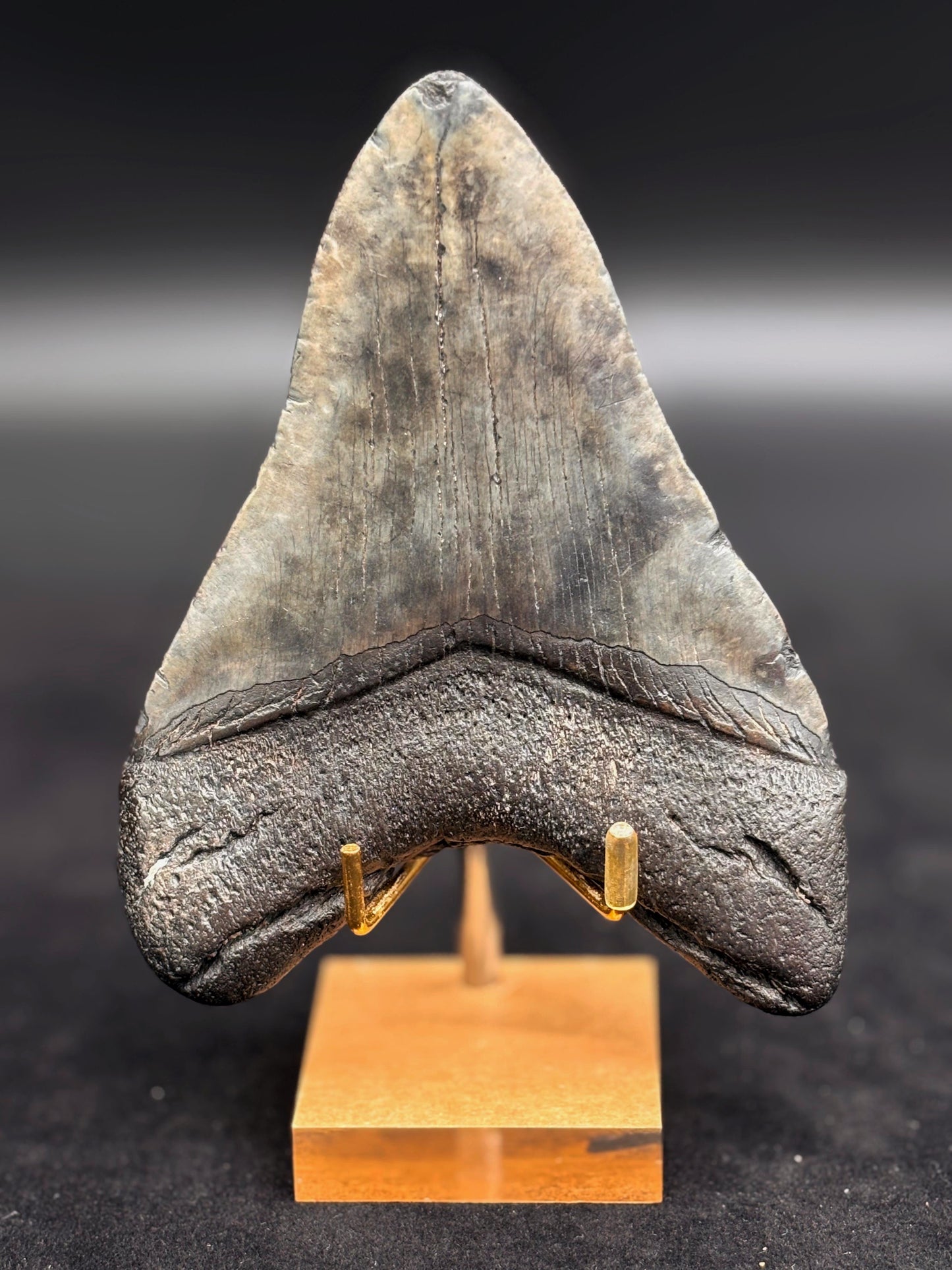 Diente de Megalodón. 5.3 pulgadas #Hh76