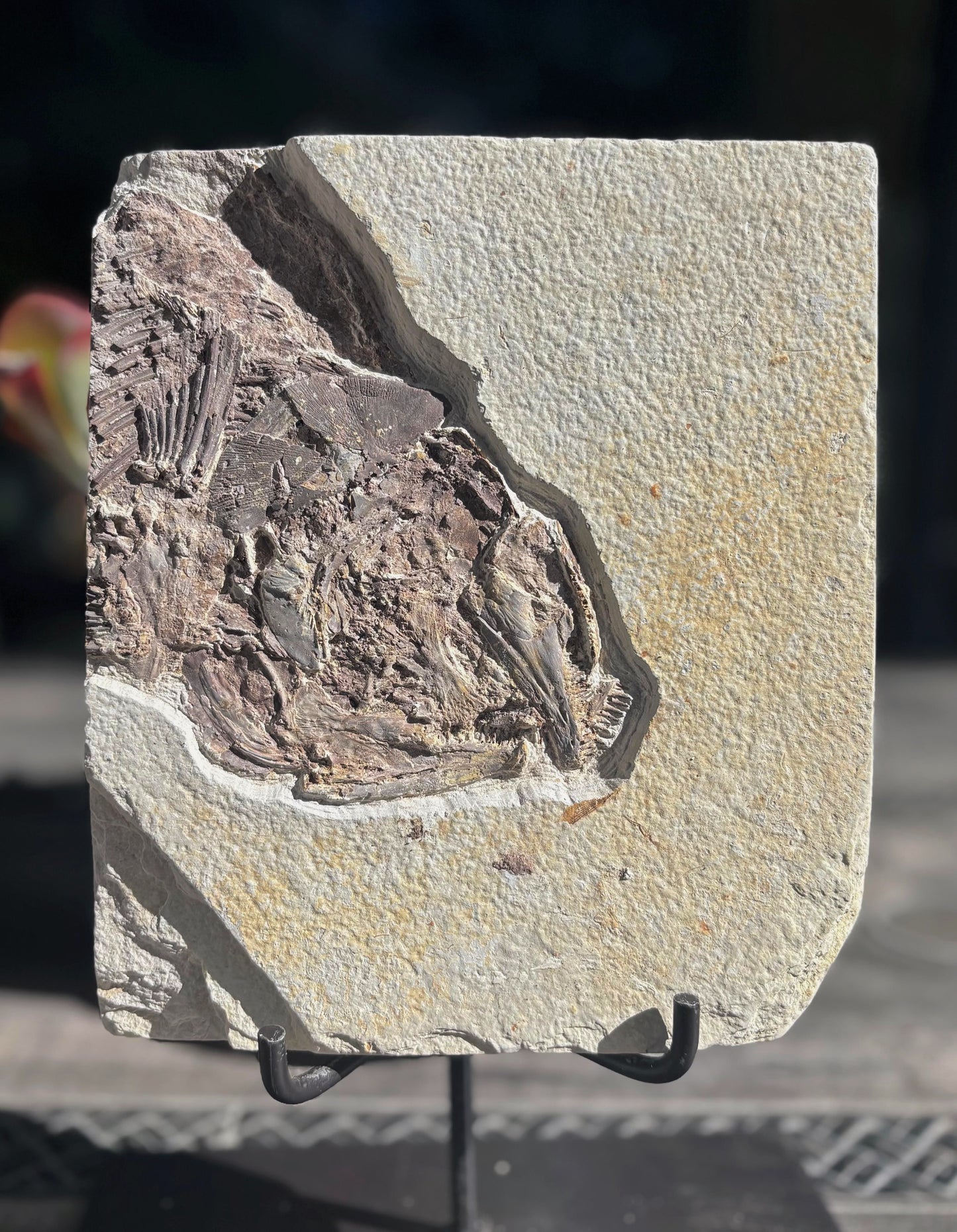 Pez Fósil, 22x19 cm