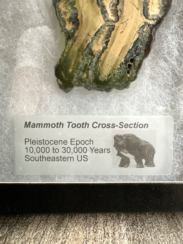 Muela de Mamut, Corte Transversal