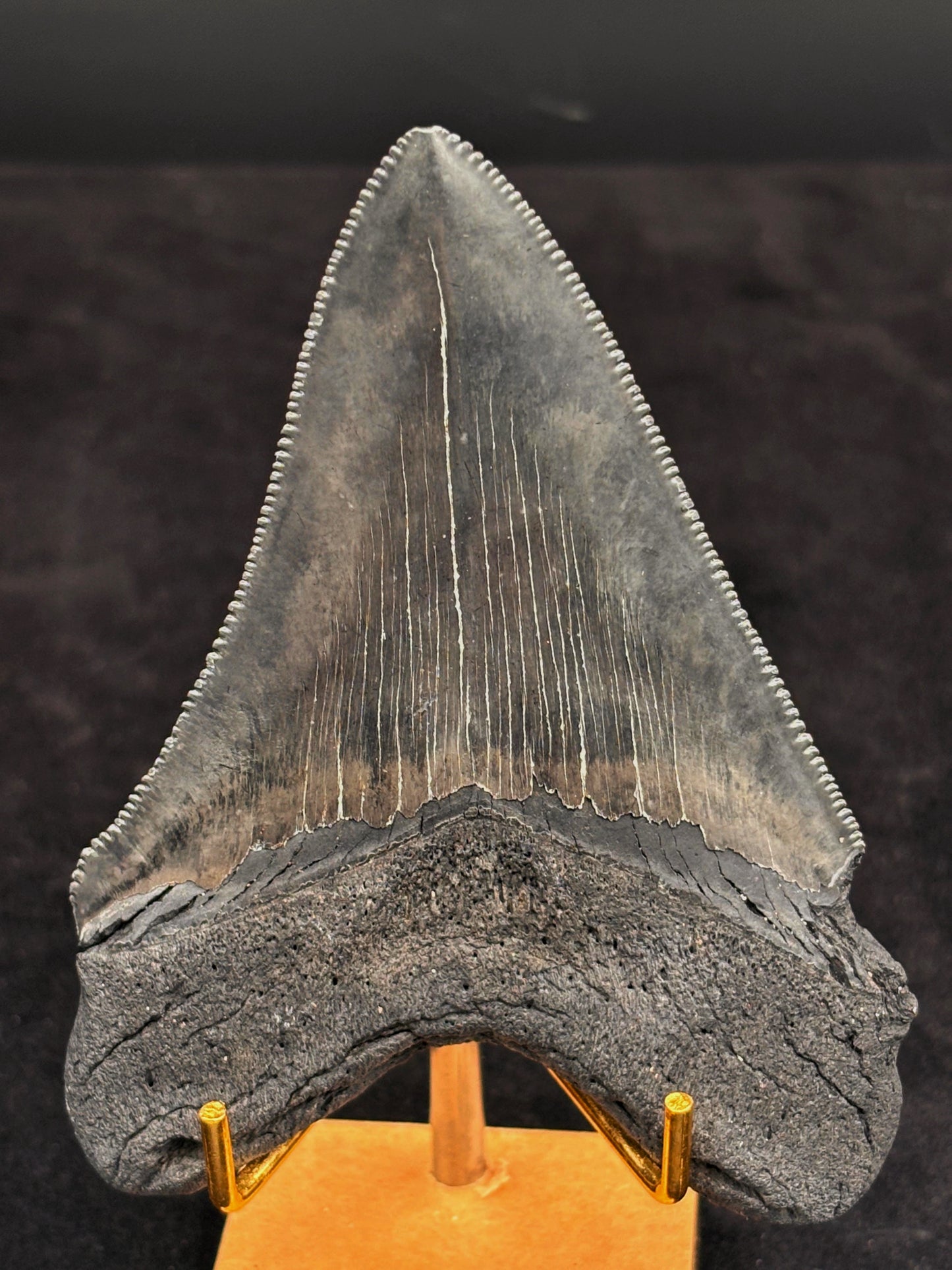 Diente de Megalodón. 4.3 pulgadas #Hh90