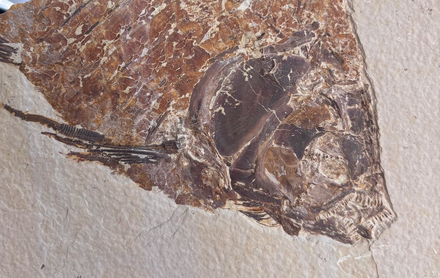 Pez Fósil, 20x13.5 cm