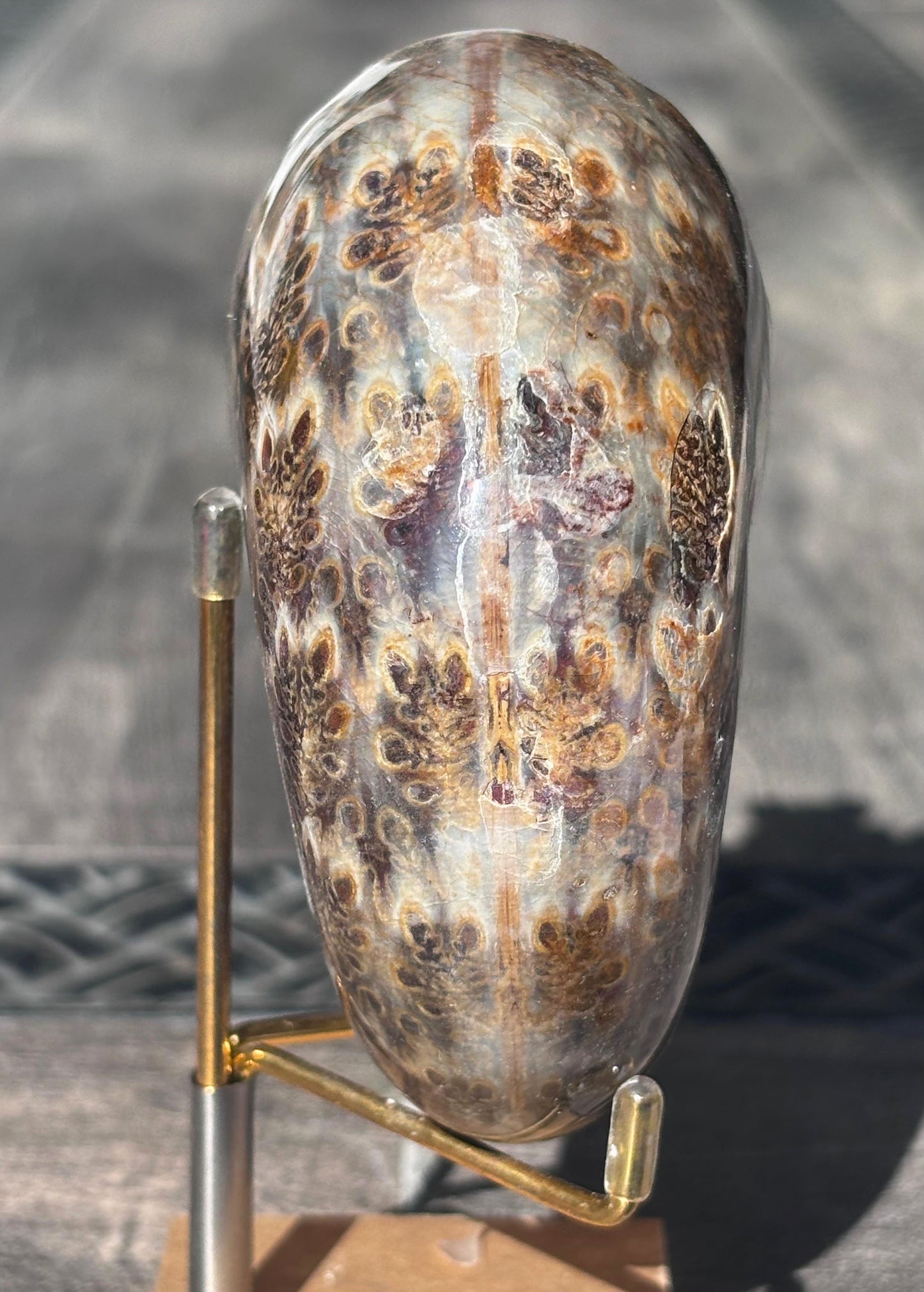 Amonite Cleoniceras Pulido, 8x10 cm #Hh37