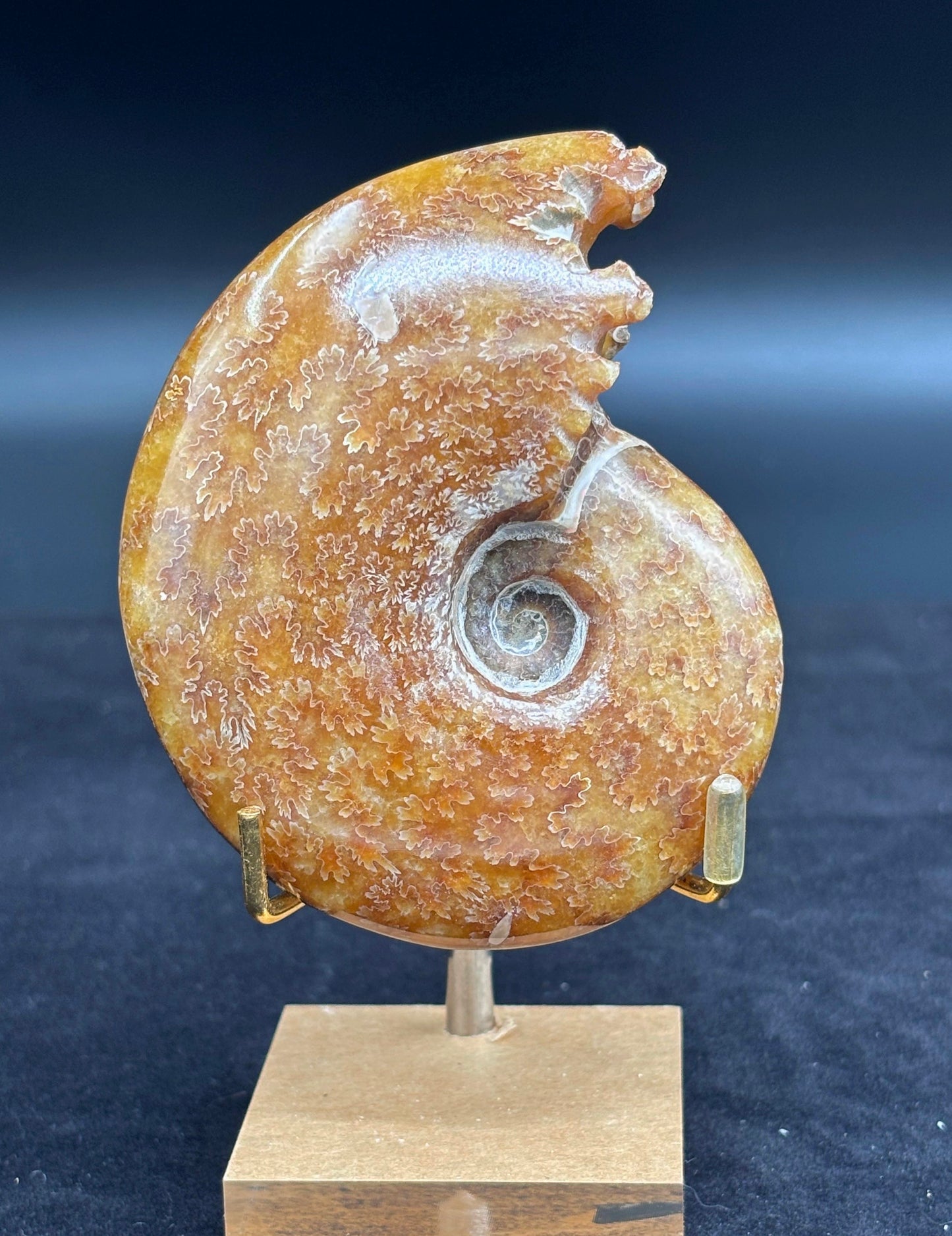 Amonite Cleoniceras Pulido, 9x7 cm #Hh60