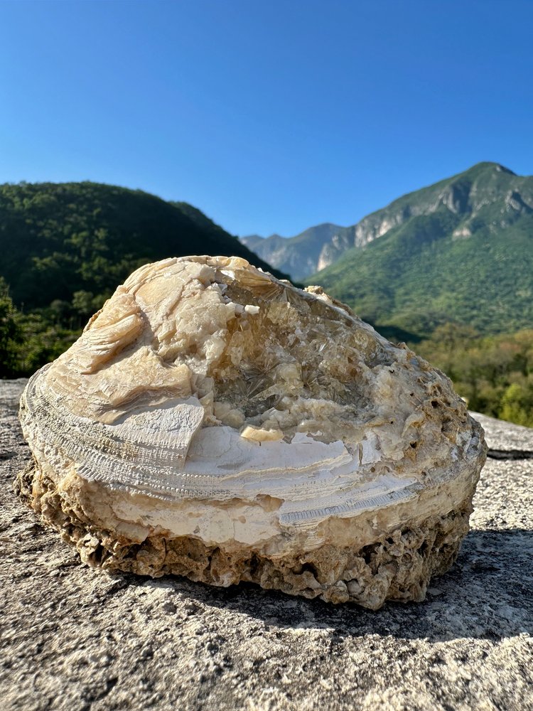 Almeja Fósil con Cristales de Calcita