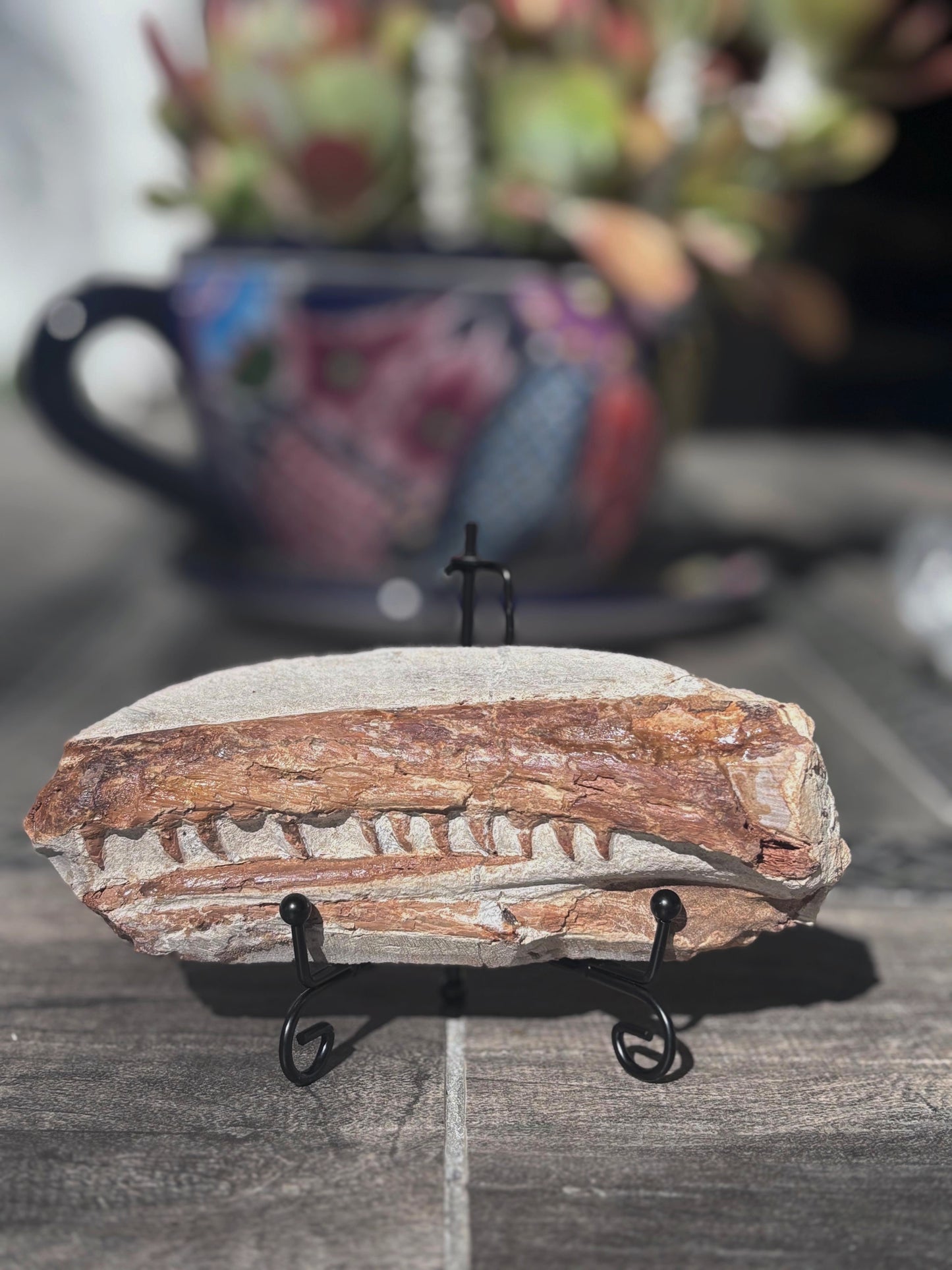 Mandibula de Tethysaurus (Mosasaurio), 17x7 cm #Hh29