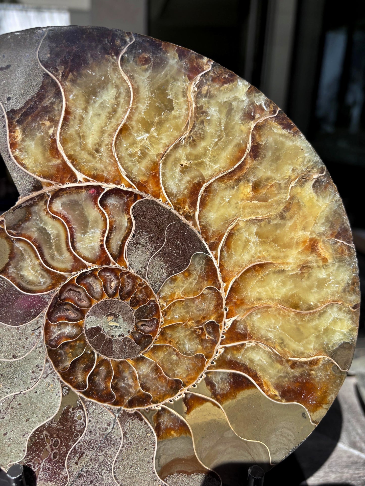 Amonite Cleoniceras, 21x17 cm #Hh33