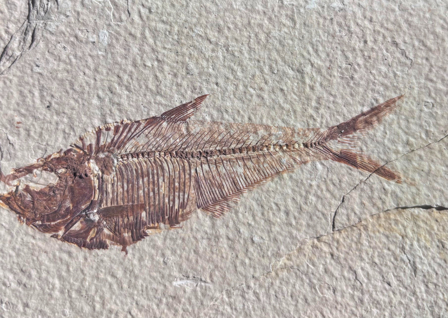 Pez Fósil (Dyplomystus Dentatus), 13x8.9 cm