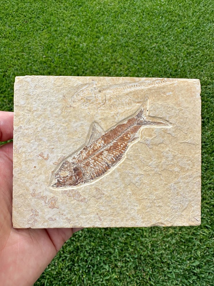 3 piezas de Peces e Insecto fosilizados