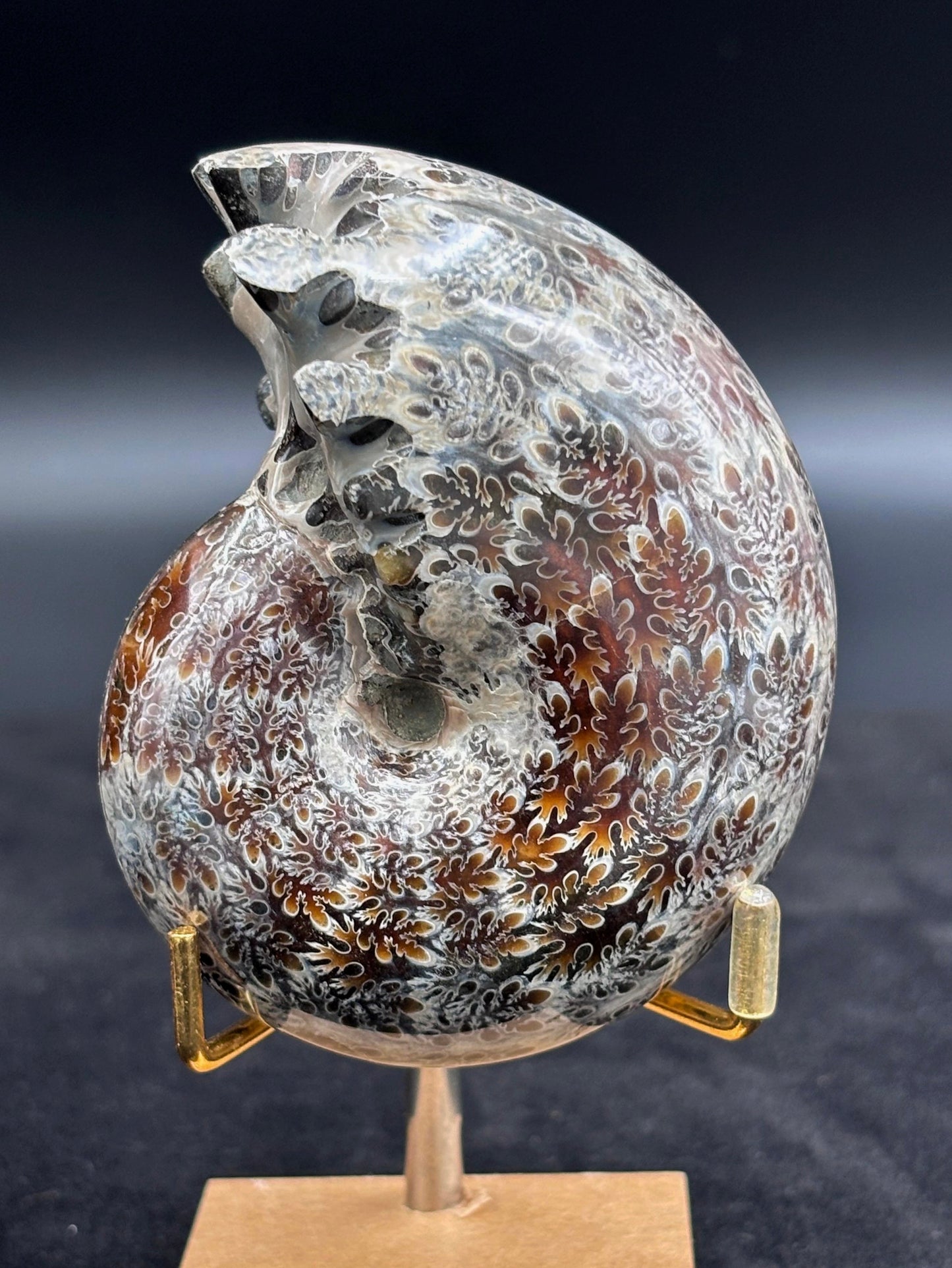 Amonite Cleoniceras Pulido, 8x7 cm #Hh54