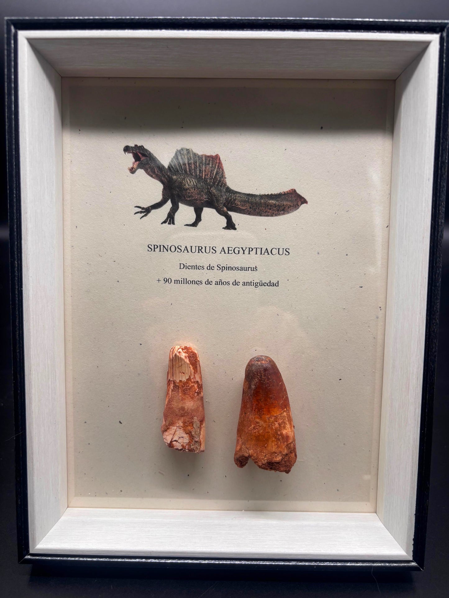 2 Dientes de Spinosaurus