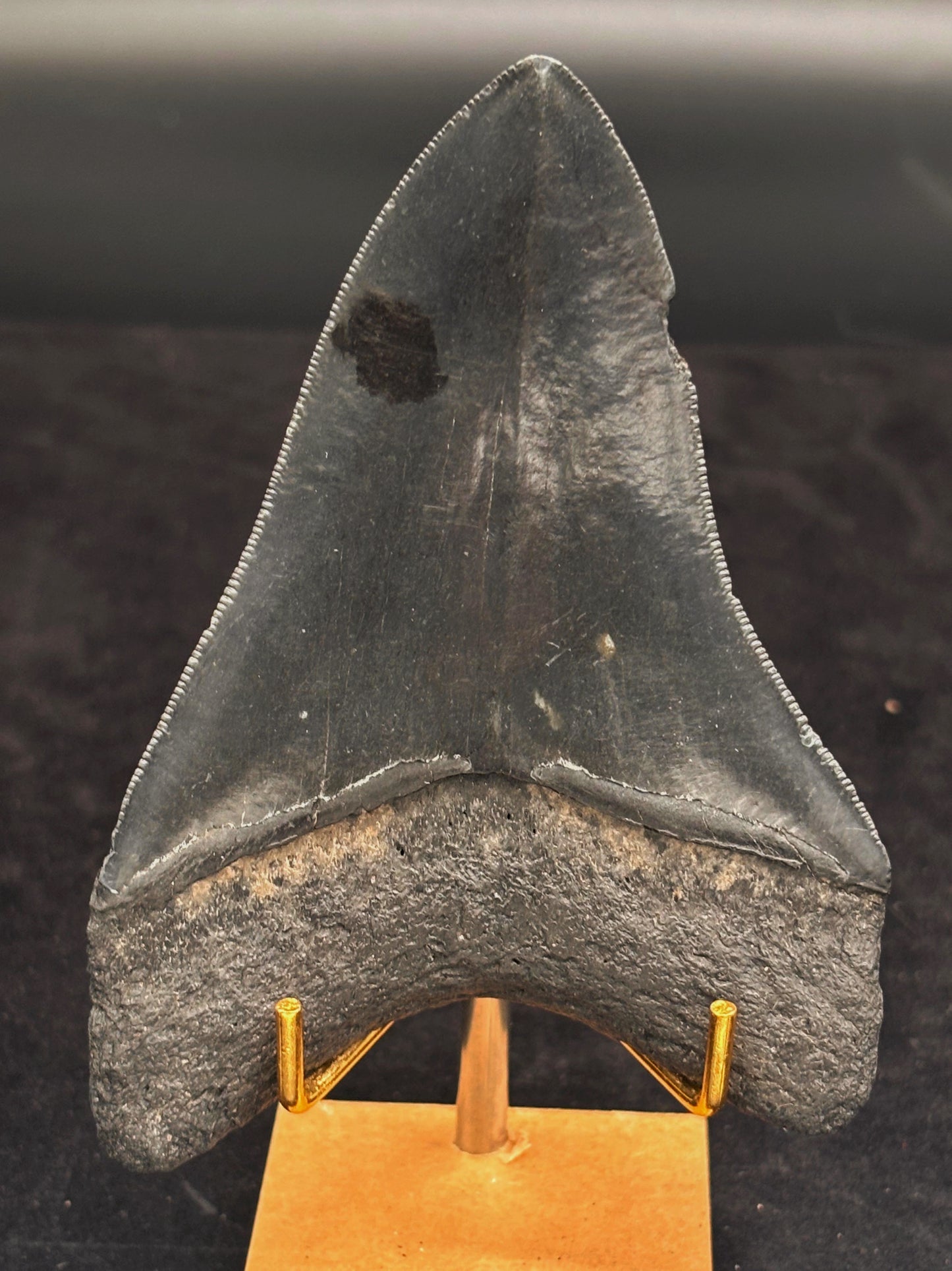 Diente de Megalodón. 4.7 pulgadas #Hh103