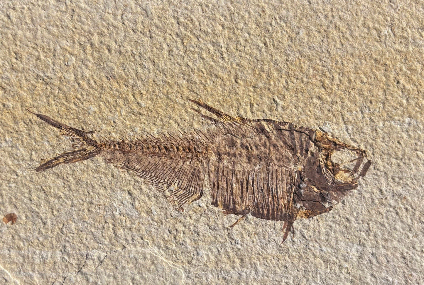 Pez Fósil (Dyplomystus Dentatus), 13x8.9 cm