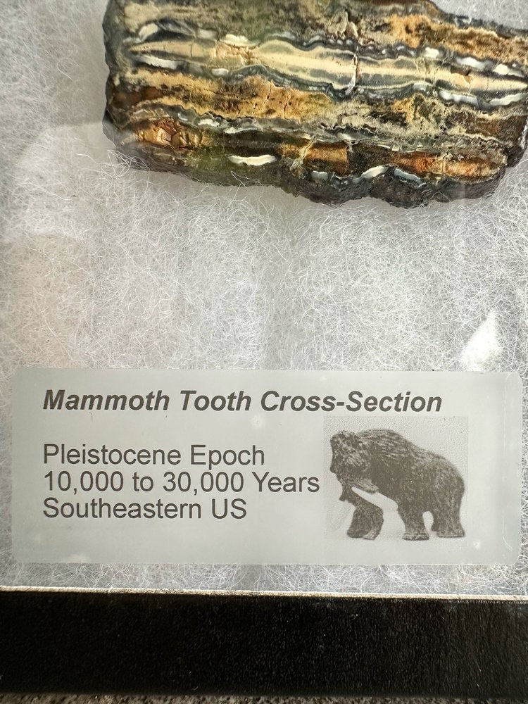 Muela de Mamut, Corte Transversal