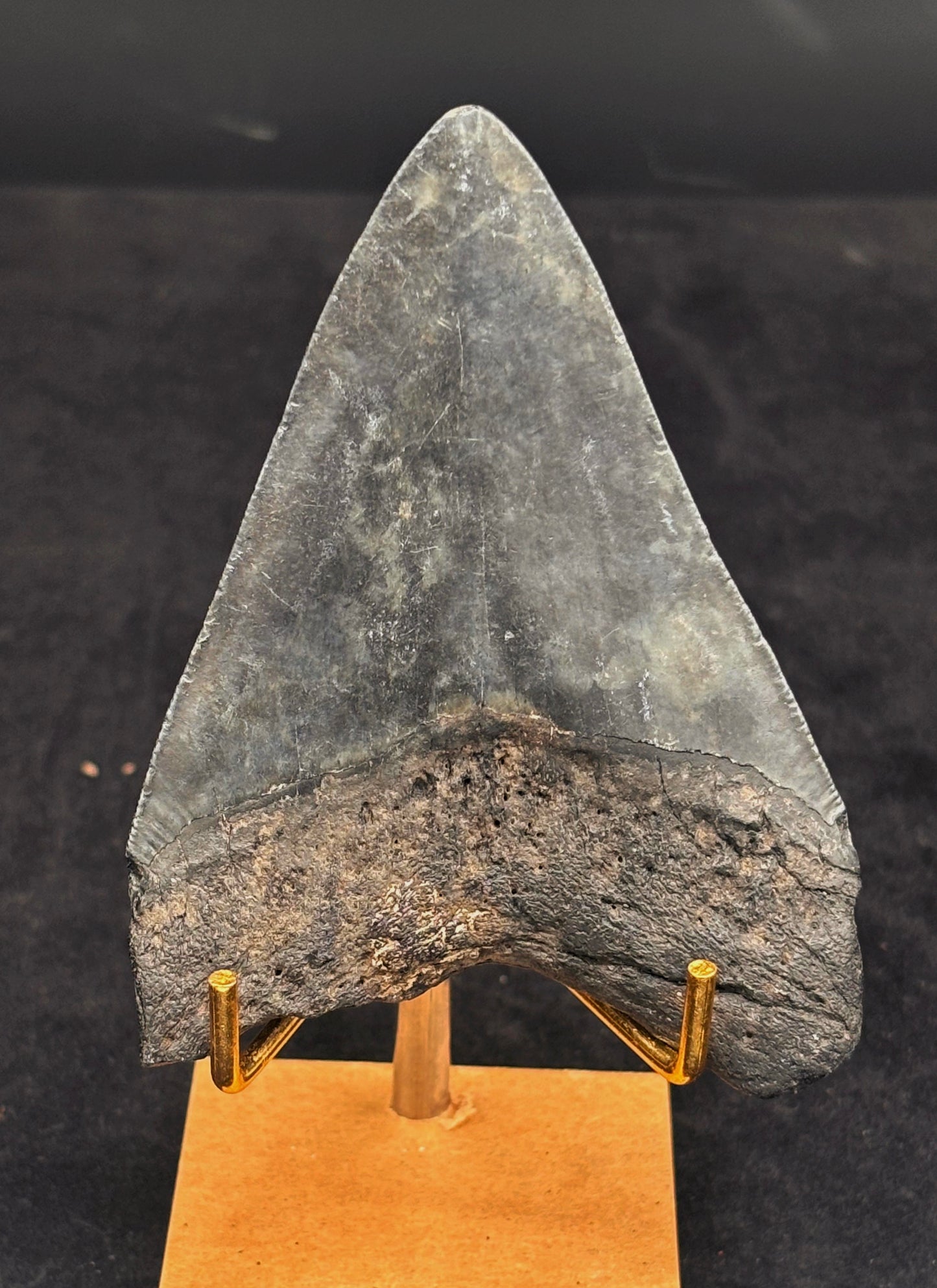 Diente de Megalodón. 3.5 pulgadas #Hh94