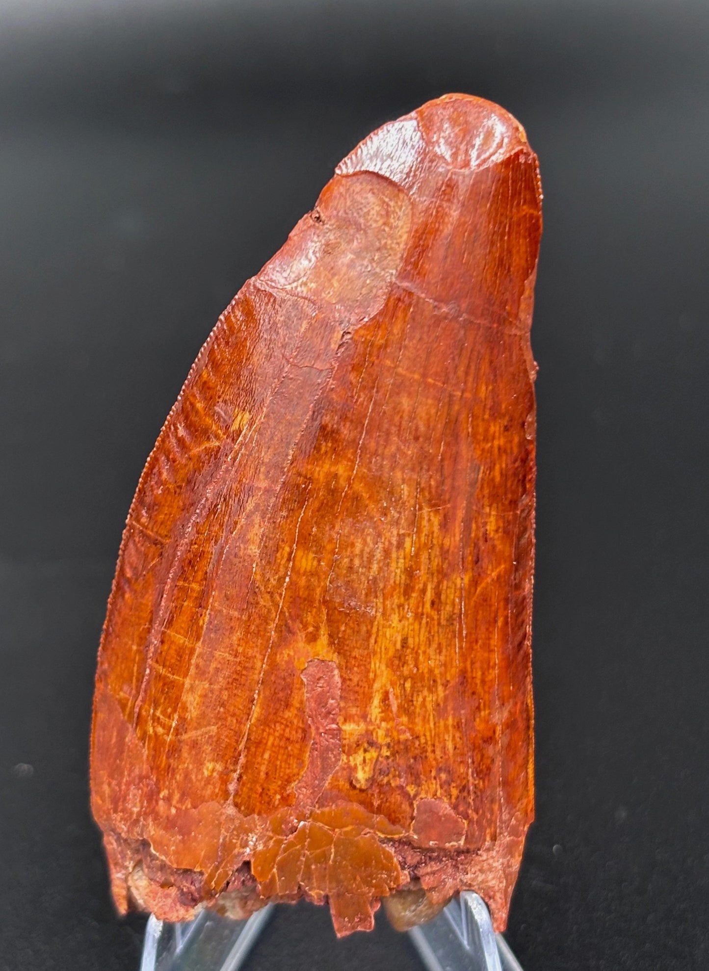 Diente de Carcharodontosaurus, 7.8cm #Hh23