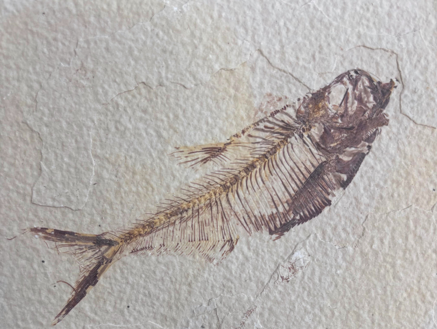 Pez Fósil (Dyplomystus Dentatus), 15x10 cm