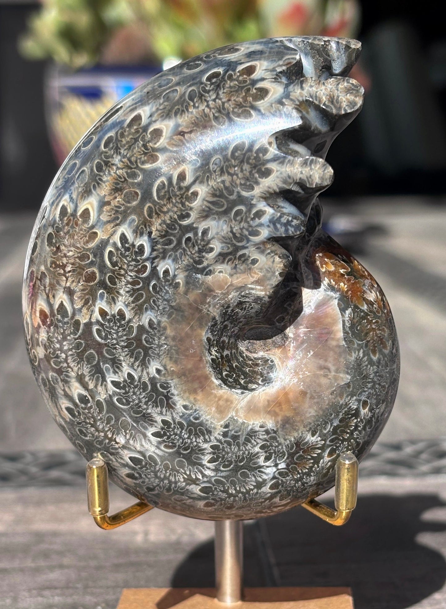 Amonite Cleoniceras Pulido, 9x7 cm #Hh47