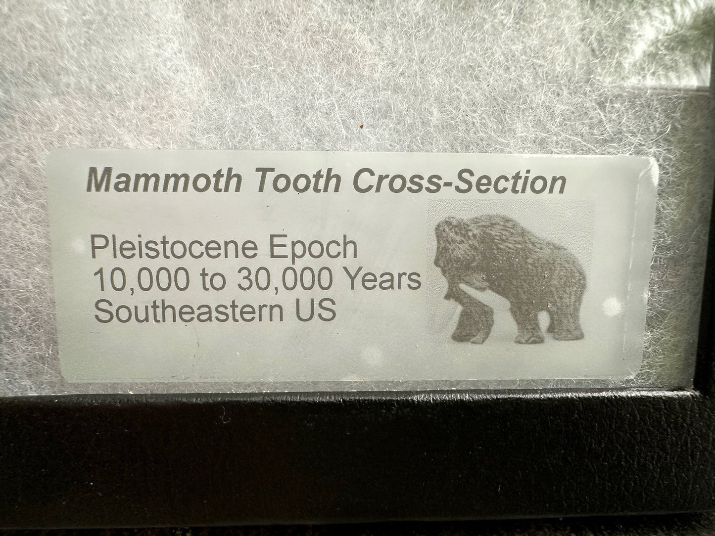 Muela de Mamut, Corte Transversal