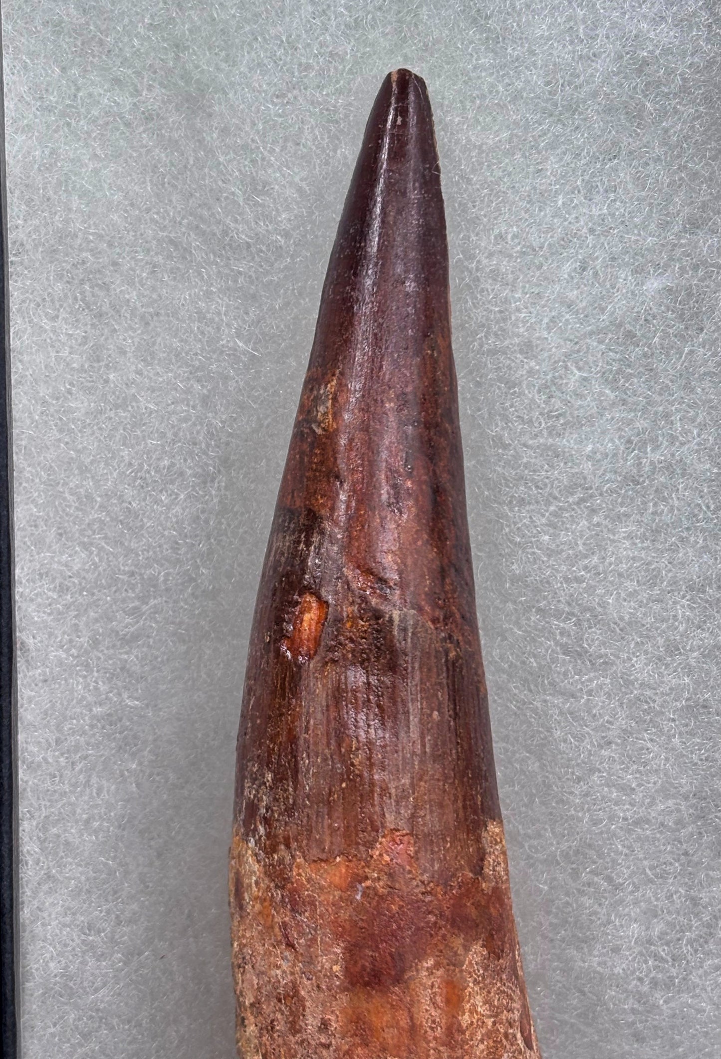 Diente de Spinosaurus, 11cm #Hh18