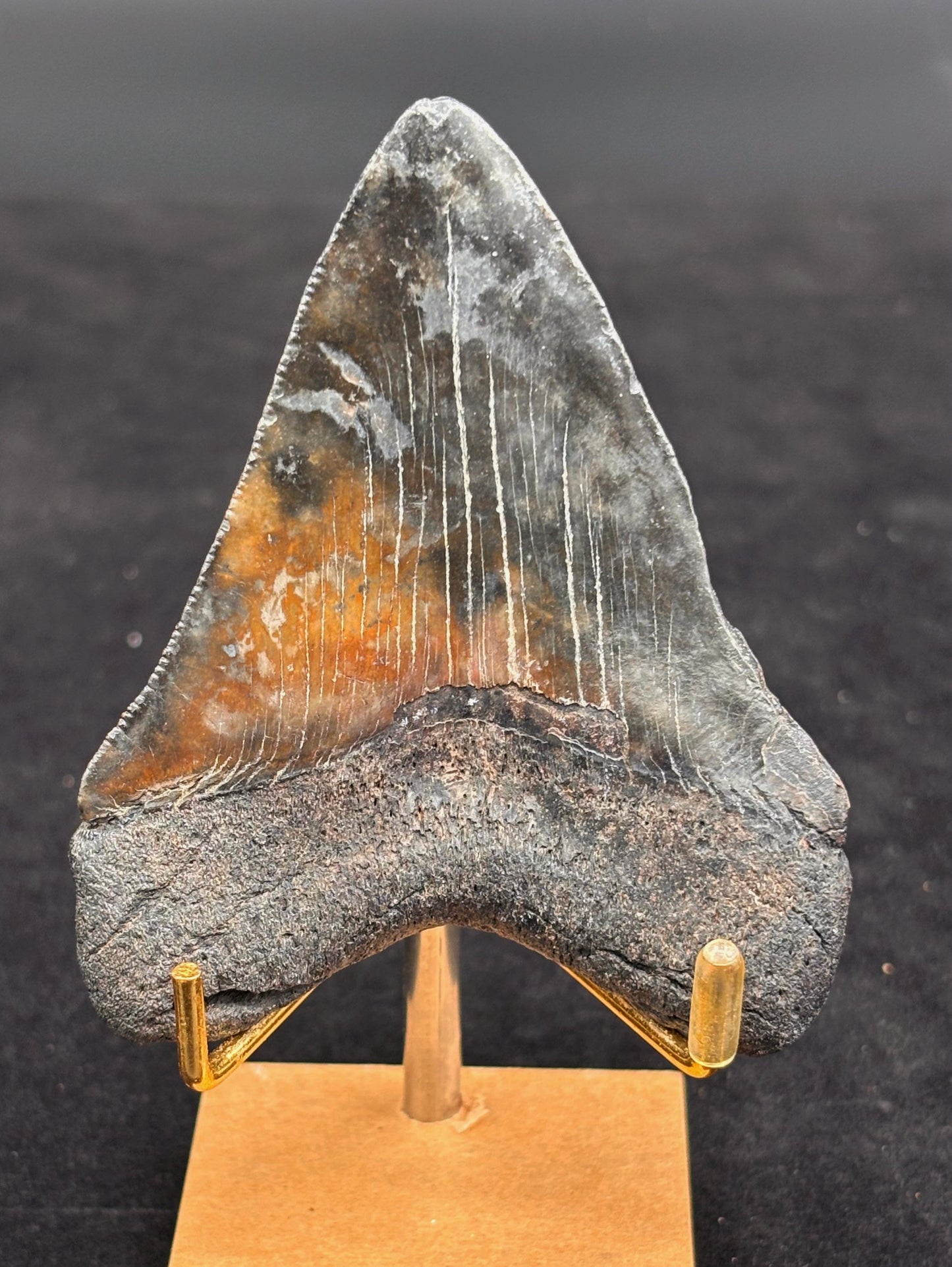 Diente de Megalodón. 3.4 pulgadas #Hh75