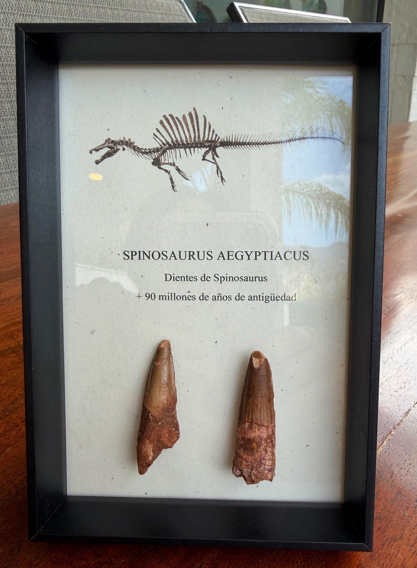 2 Dientes de Spinosaurus