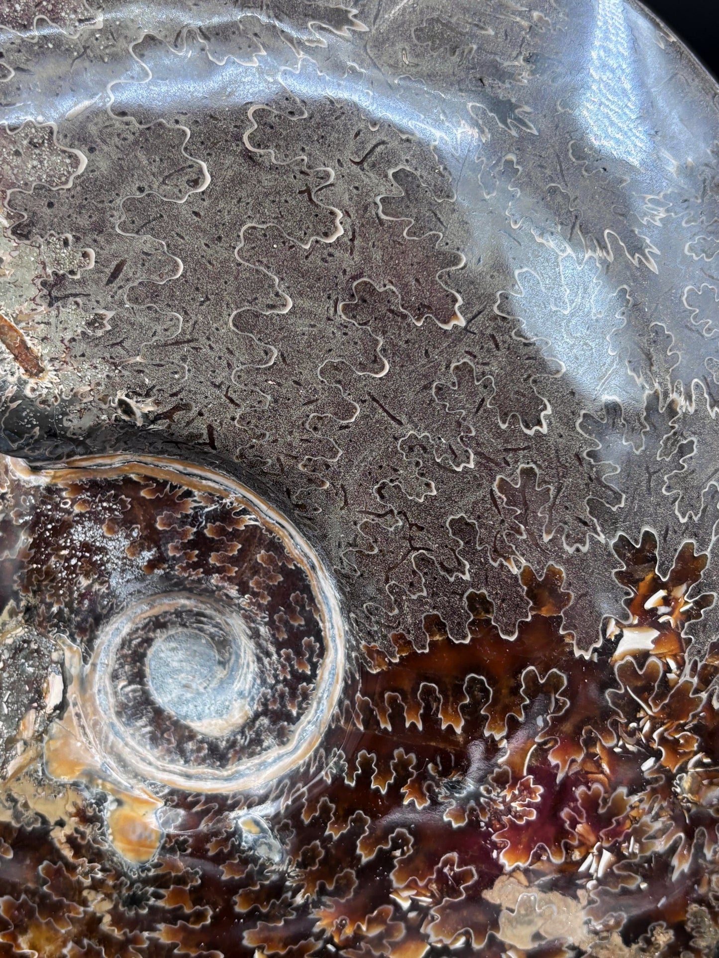 Amonite Cleoniceras Pulido, 23x19 cm #Hh14