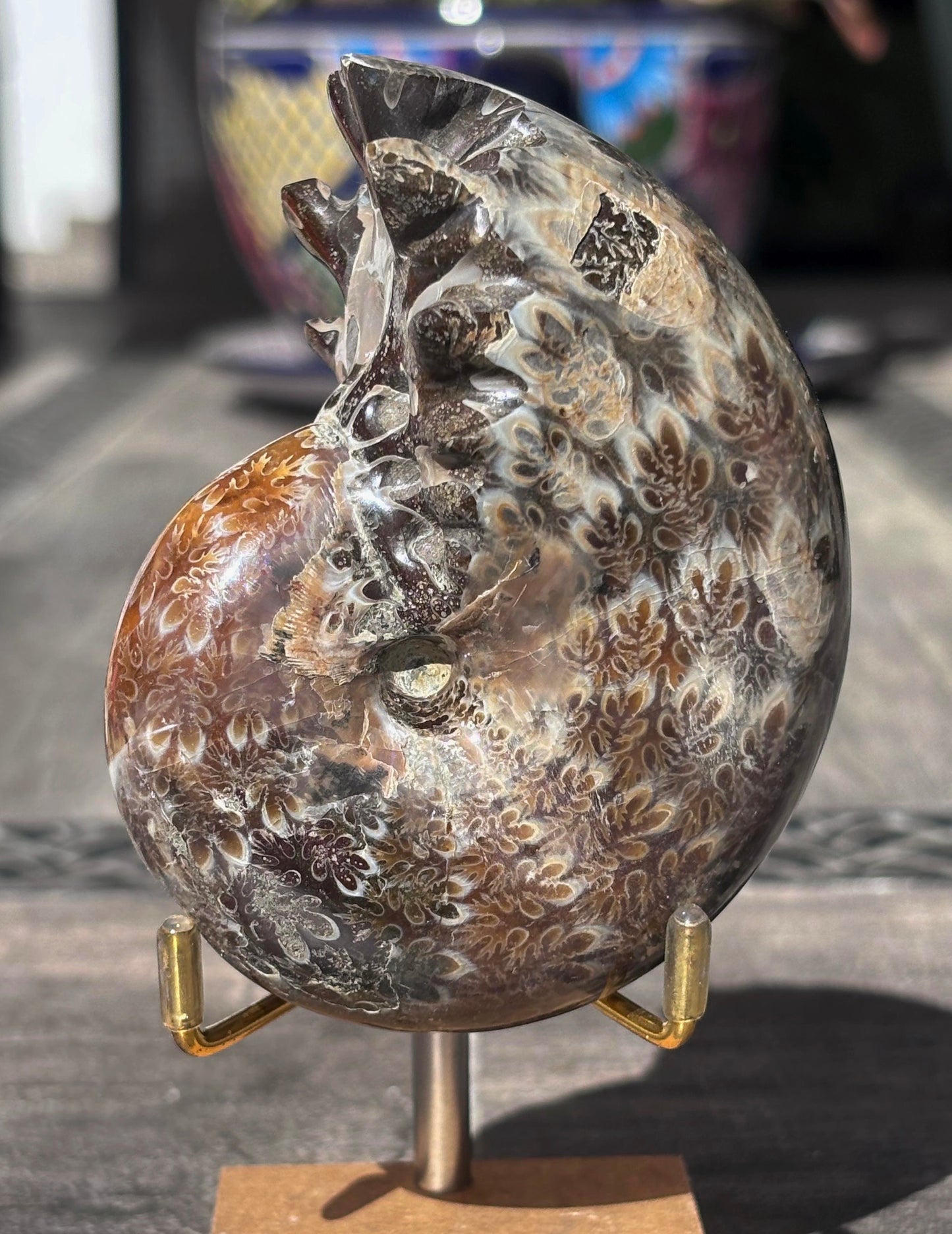 Amonite Cleoniceras Pulido, 9x7 cm #Hh51
