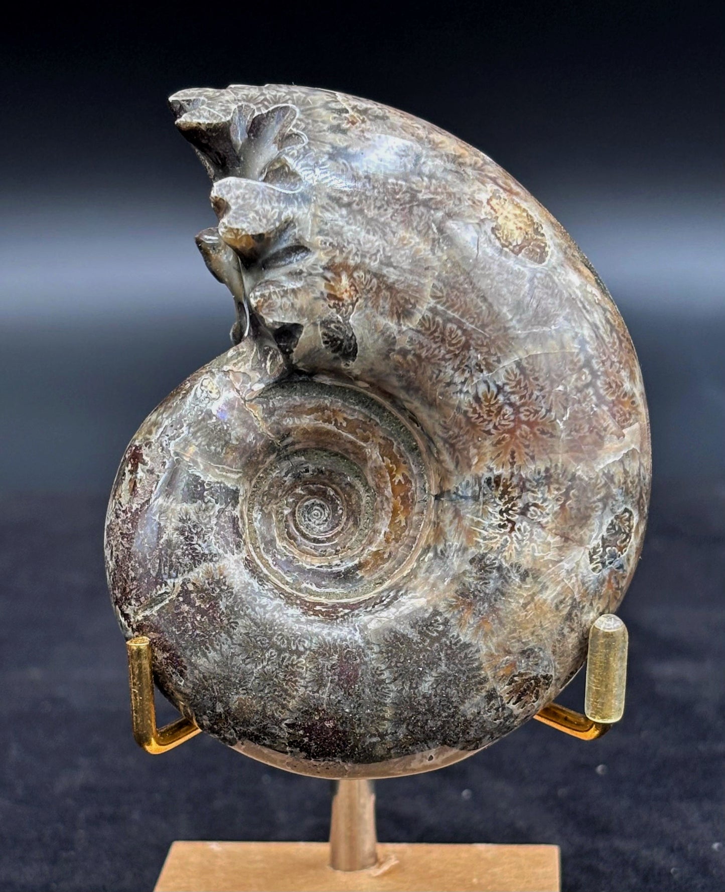Amonite Cleoniceras Pulido, 8x7 cm #Hh56