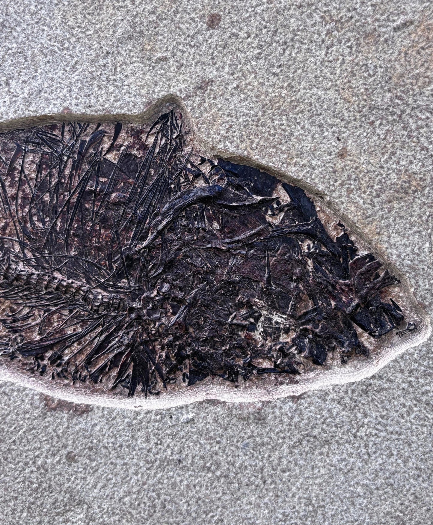 Peces Fosilizados (Mioplosus y Dyplomystus), 49x38 cm