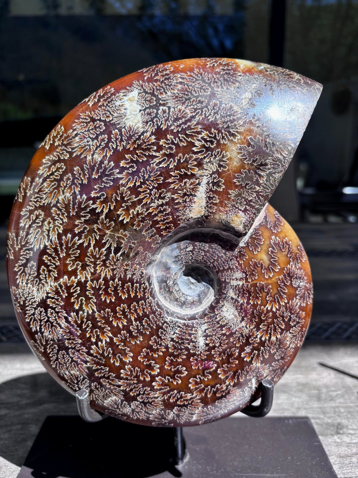 Amonite Cleoniceras Pulido, 22x18 cm #Hh34