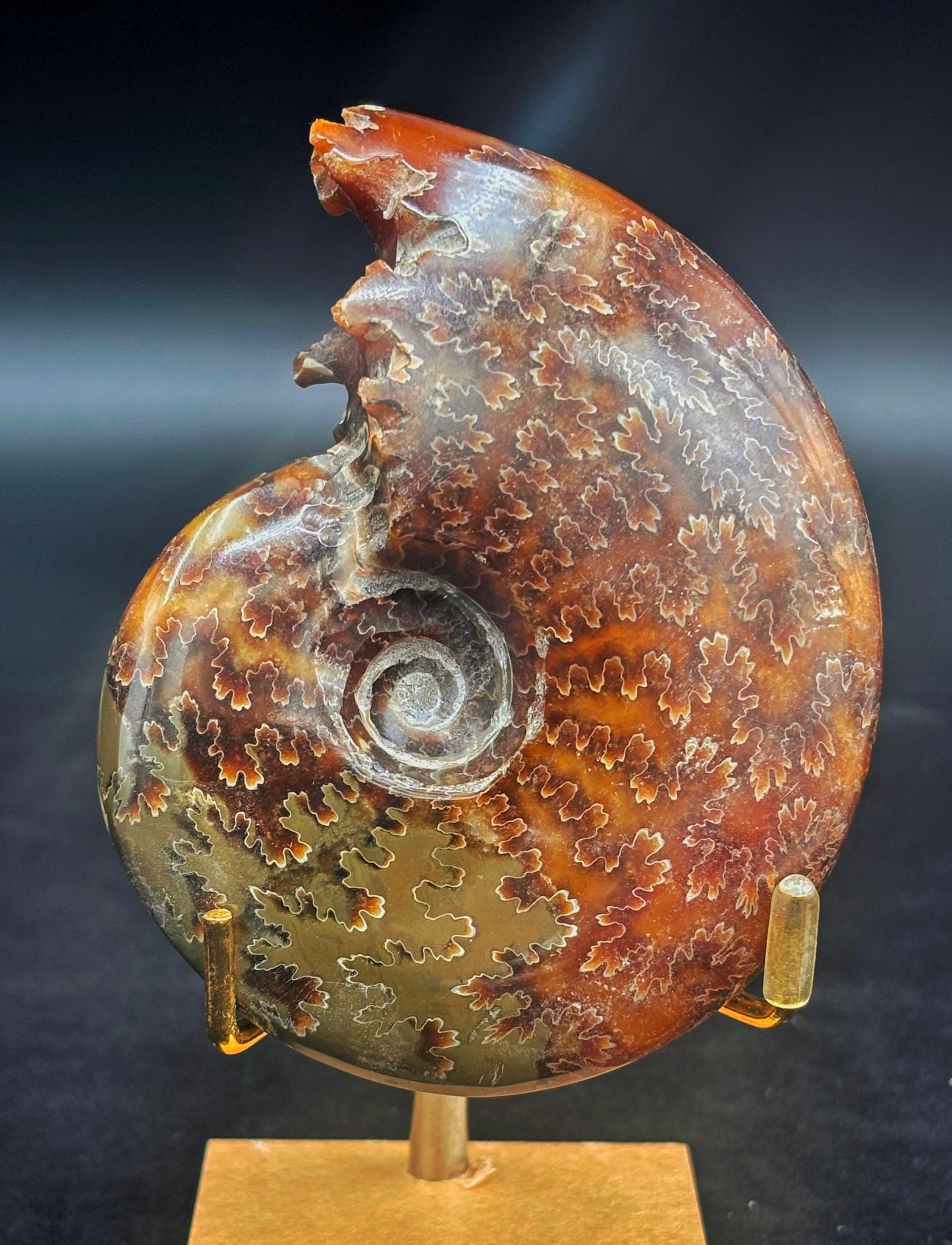 Amonite Cleoniceras Pulido, 9x8 cm #Hh65