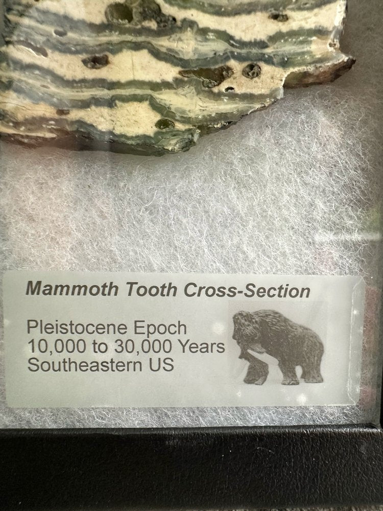 Muela de Mamut, Corte Transversal