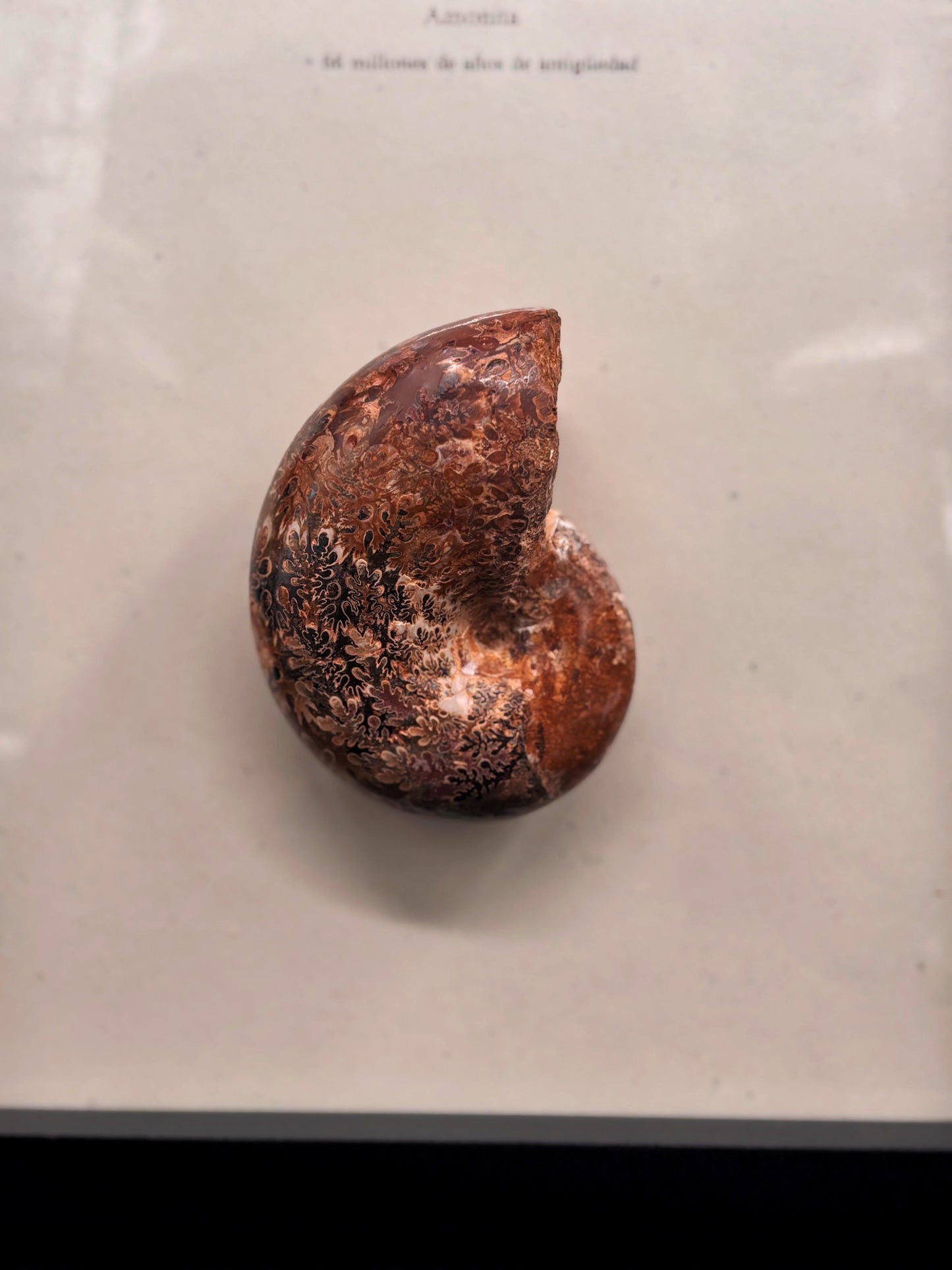 Amonite Aspidoceras Pulido, 8 cm #A131